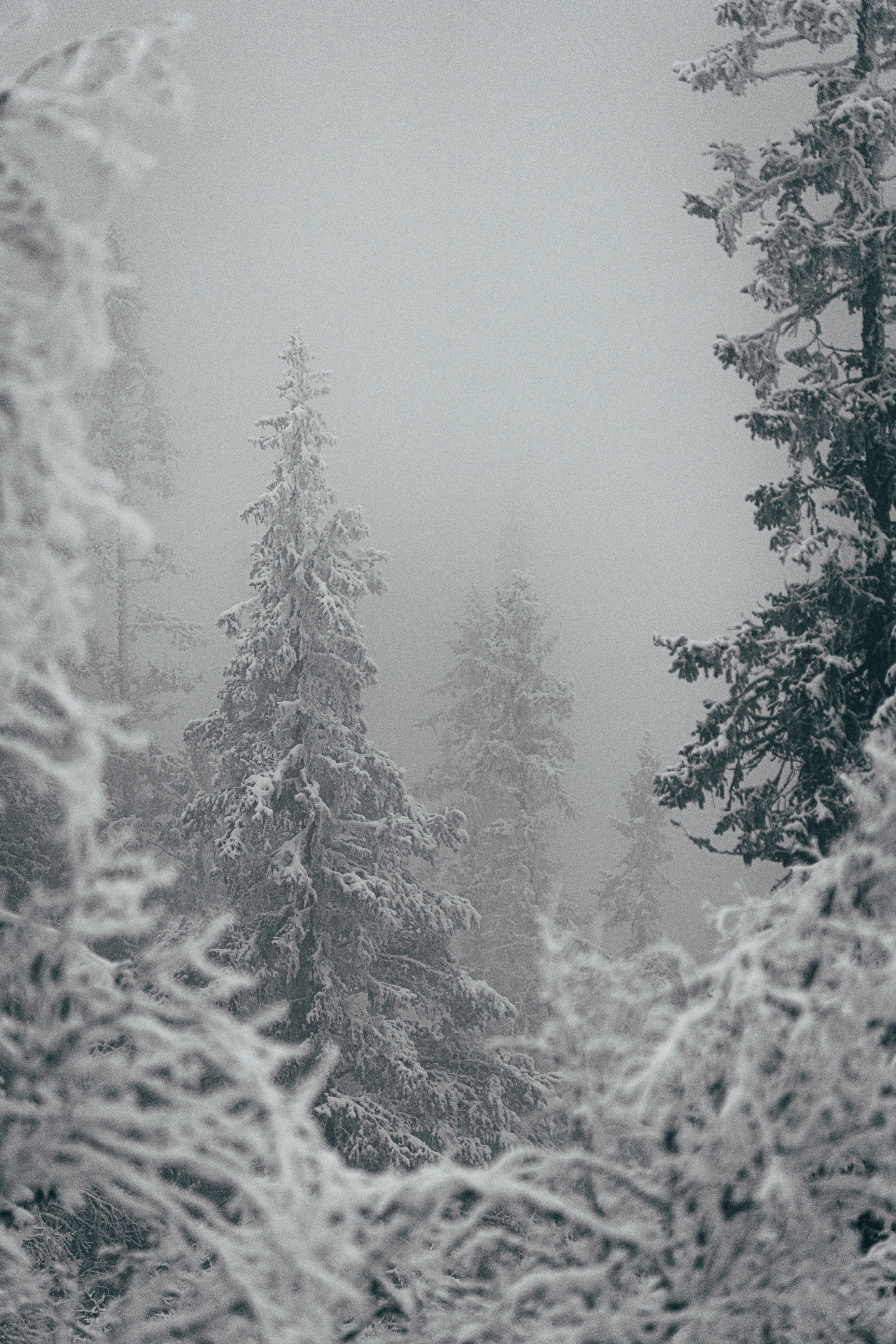 winter, nature, trees, snow, snowstorm
