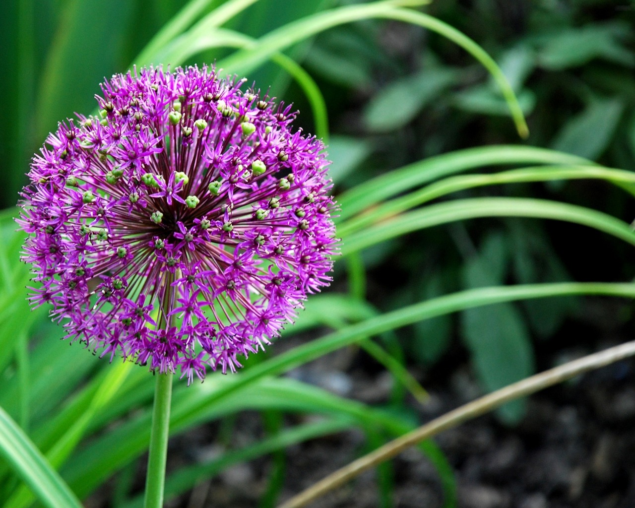 Free download wallpaper Flower, Earth on your PC desktop