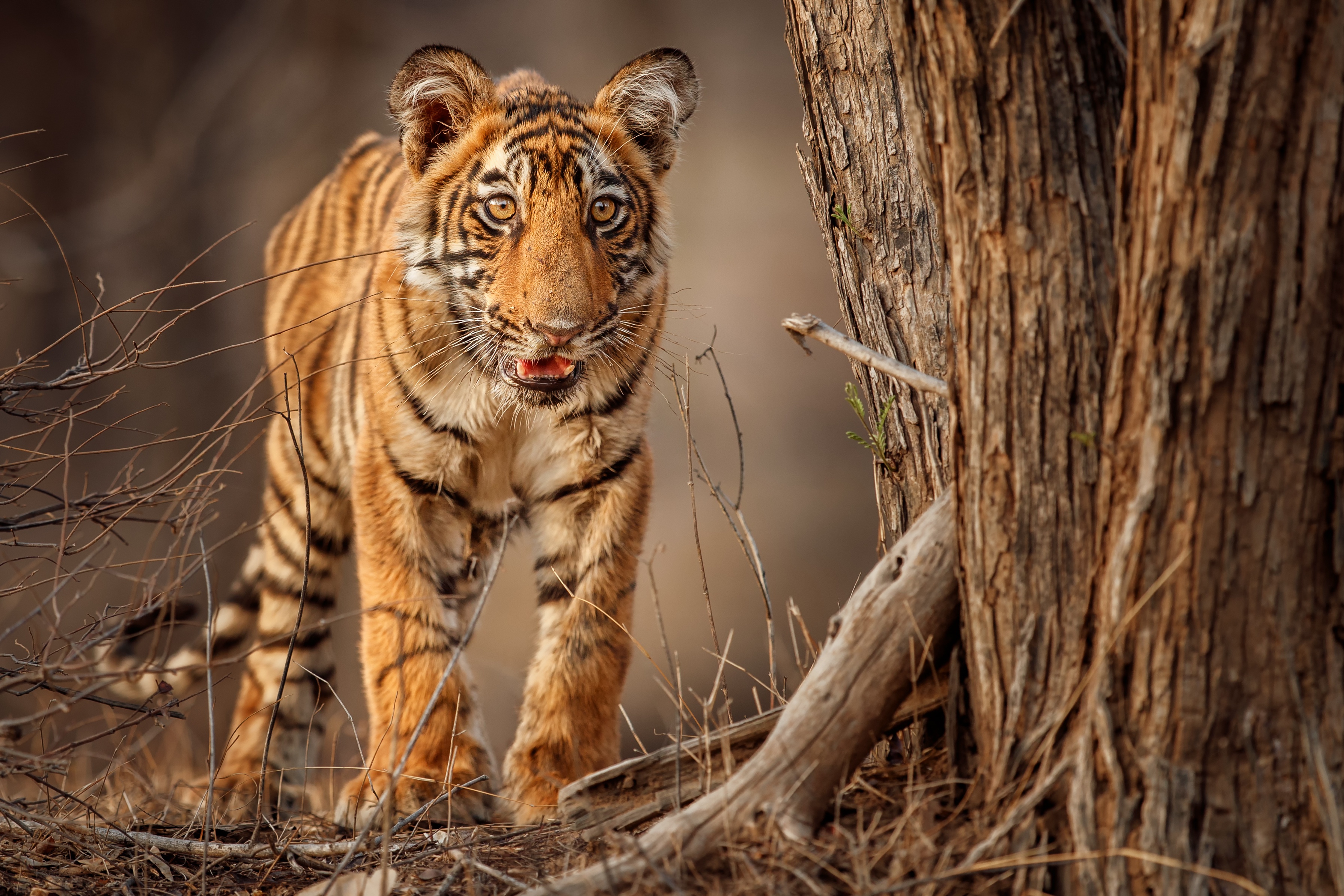 Descarga gratuita de fondo de pantalla para móvil de Animales, Gatos, Tigre.