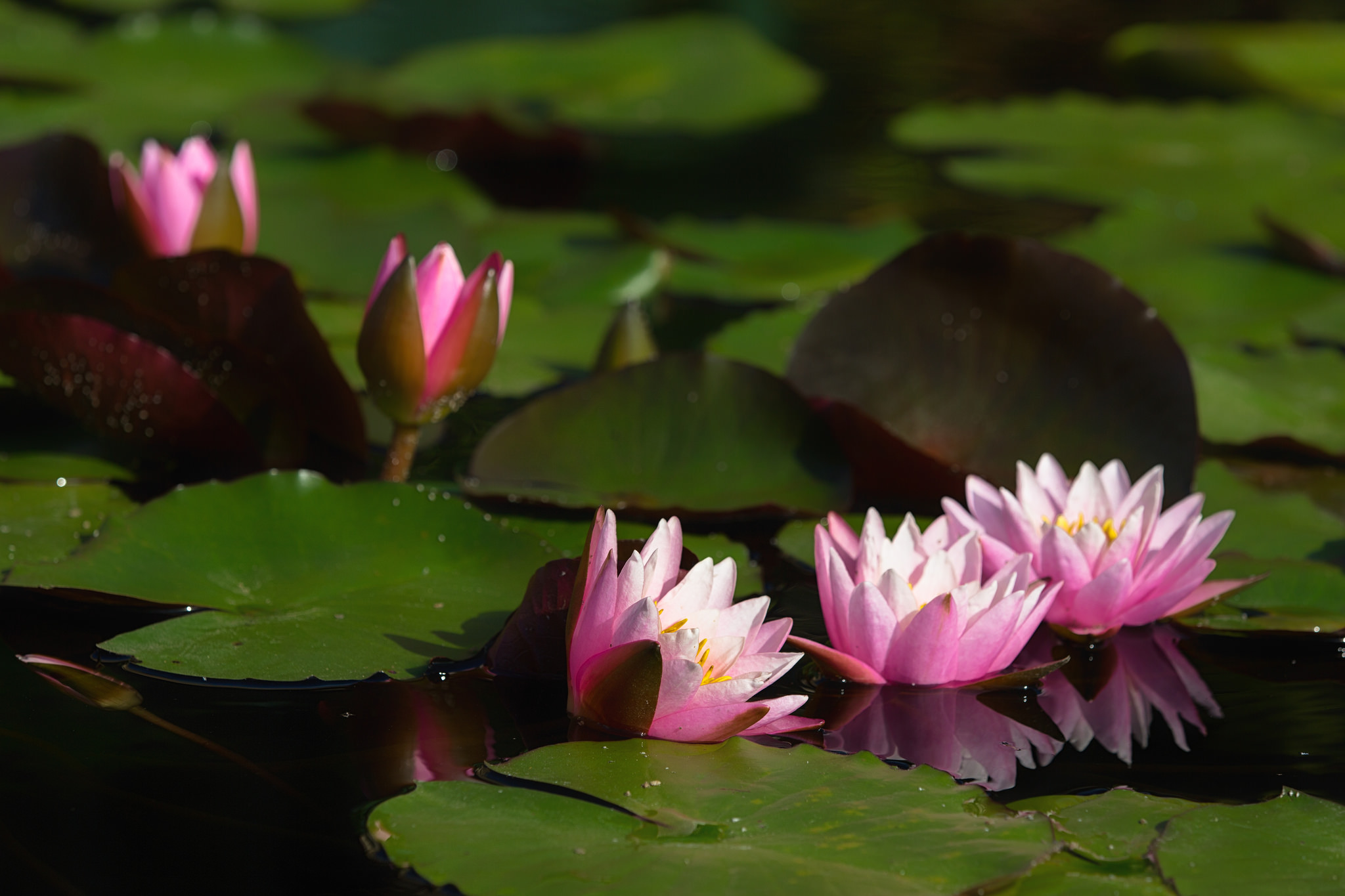 Download mobile wallpaper Nature, Flowers, Water, Flower, Leaf, Earth, Water Lily, Pink Flower for free.