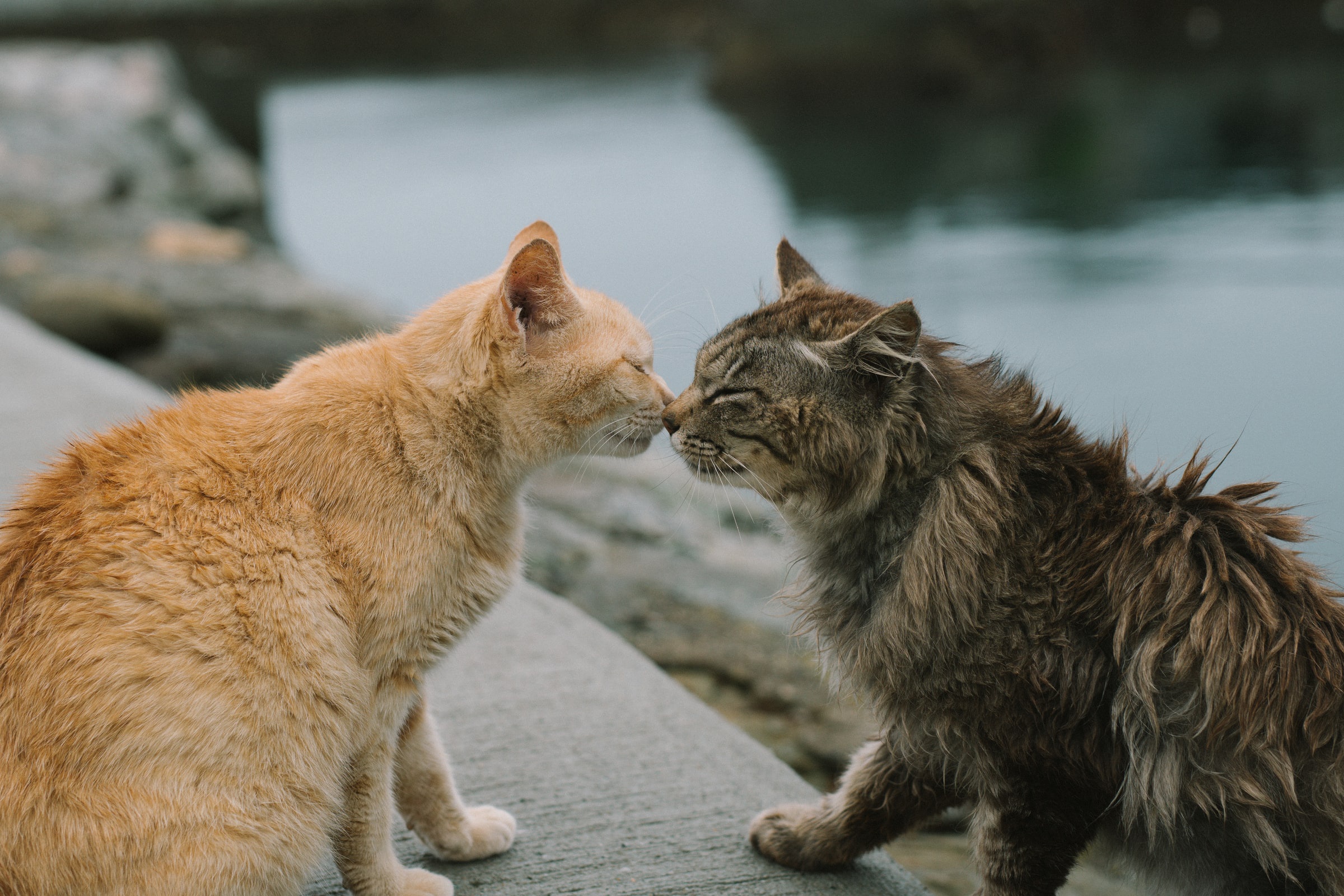 Handy-Wallpaper Tiere, Katzen, Katze kostenlos herunterladen.