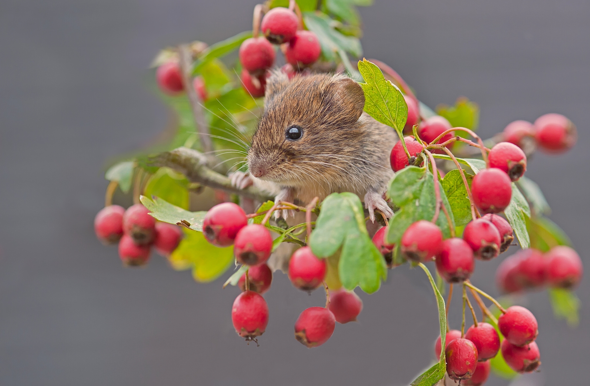 Download mobile wallpaper Macro, Branch, Berry, Animal, Rodent, Vole for free.