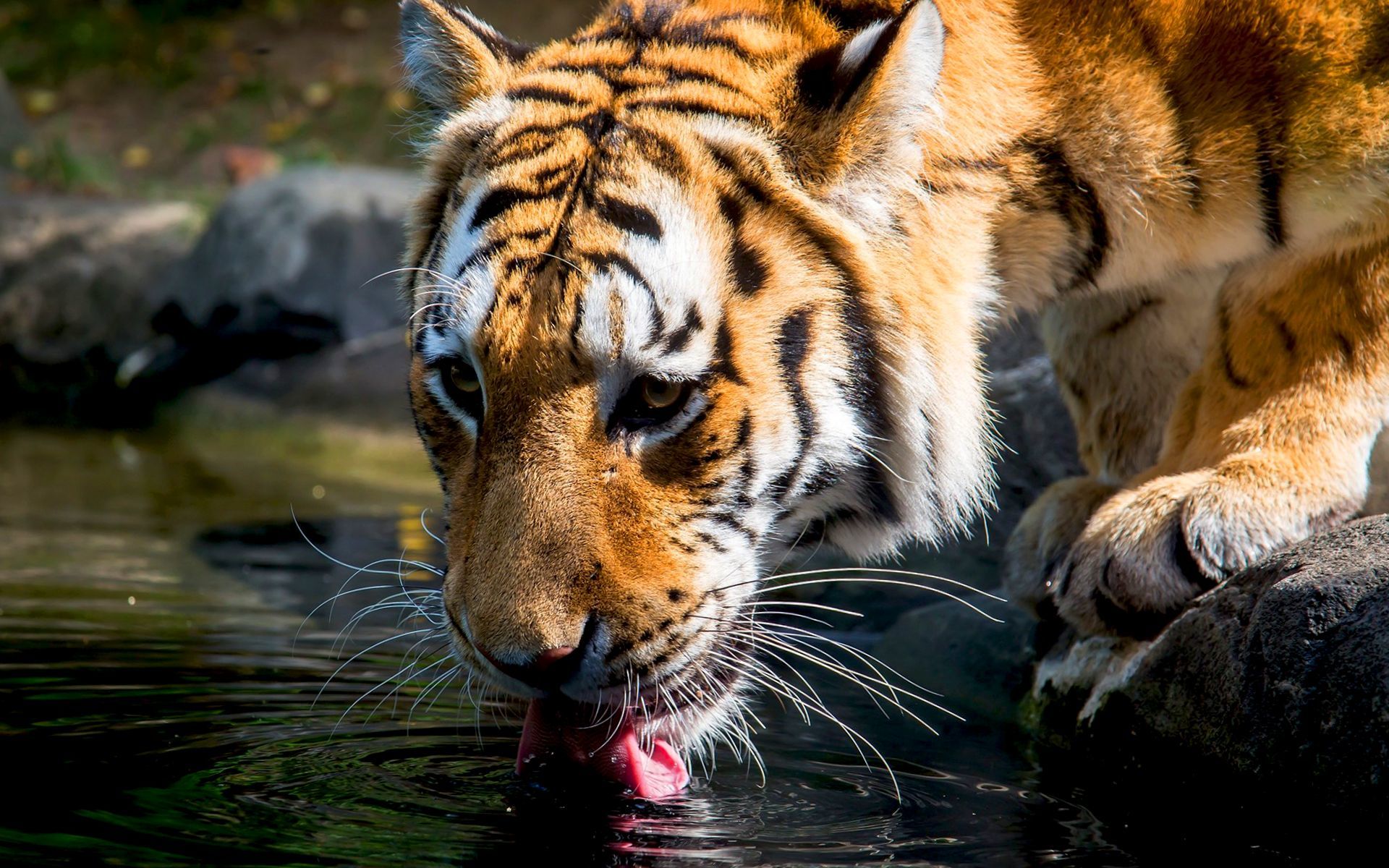 42967 Bild herunterladen tiere, tigers - Hintergrundbilder und Bildschirmschoner kostenlos