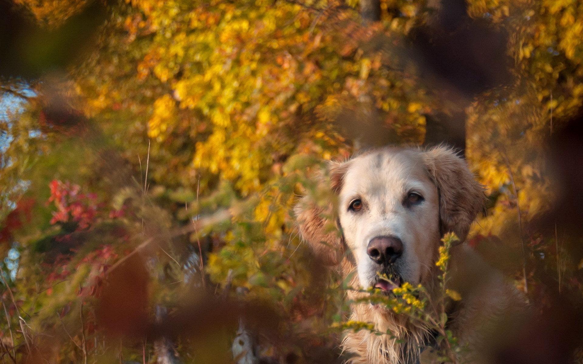 Handy-Wallpaper Tiere, Hunde, Hund kostenlos herunterladen.