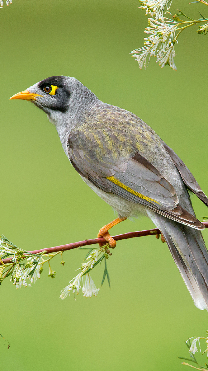 Téléchargez des papiers peints mobile Animaux, Oiseau, Branche, Des Oiseaux, Bifurquer gratuitement.