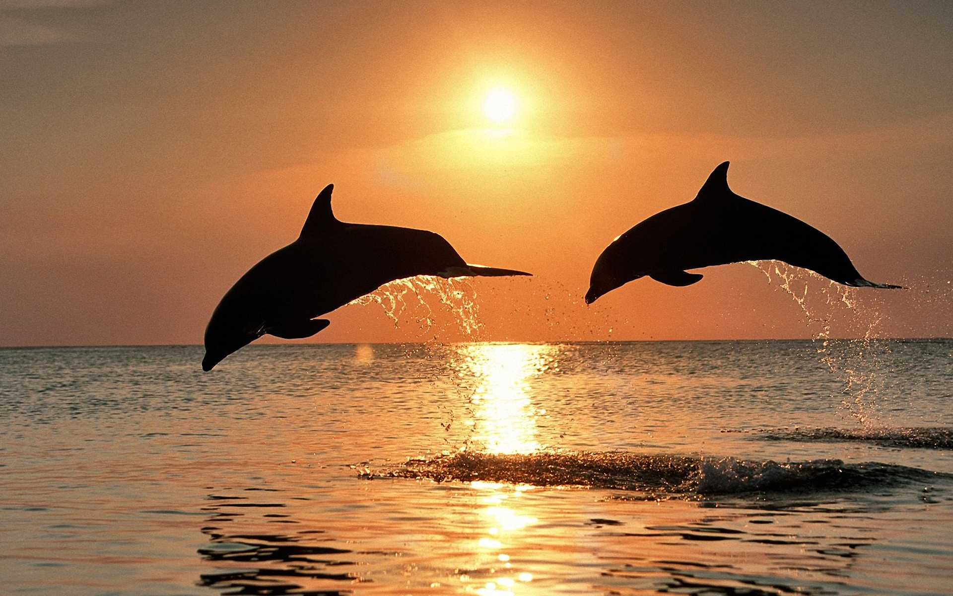 598794 descargar fondo de pantalla animales, delfin, delfín nariz de botella: protectores de pantalla e imágenes gratis