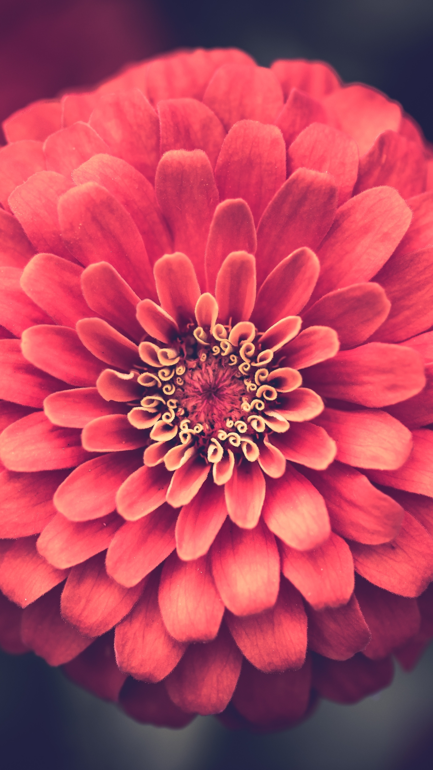 Download mobile wallpaper Flowers, Flower, Macro, Earth, Dahlia, Pink Flower for free.