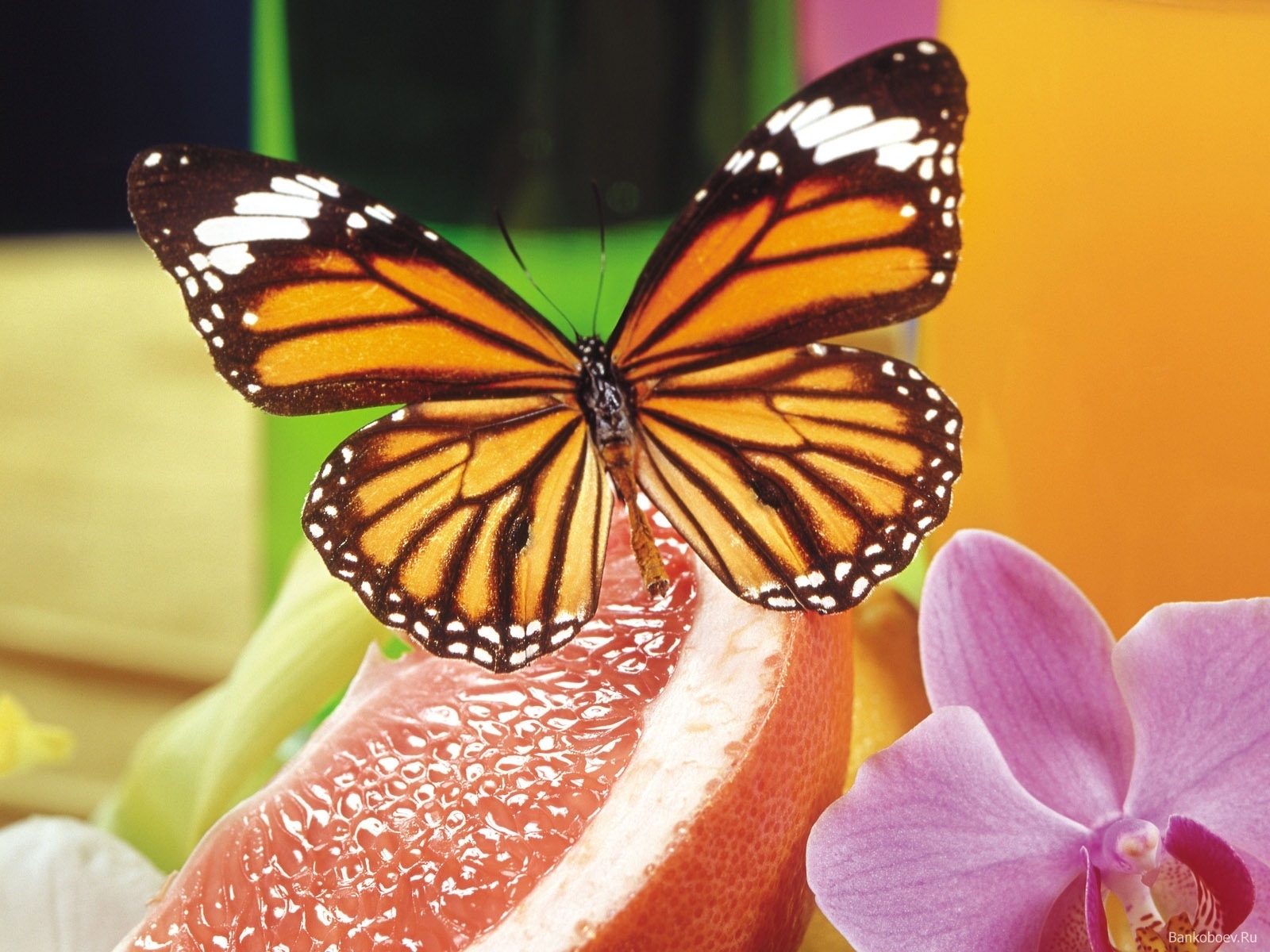 2890 descargar imagen mariposas, insectos: fondos de pantalla y protectores de pantalla gratis