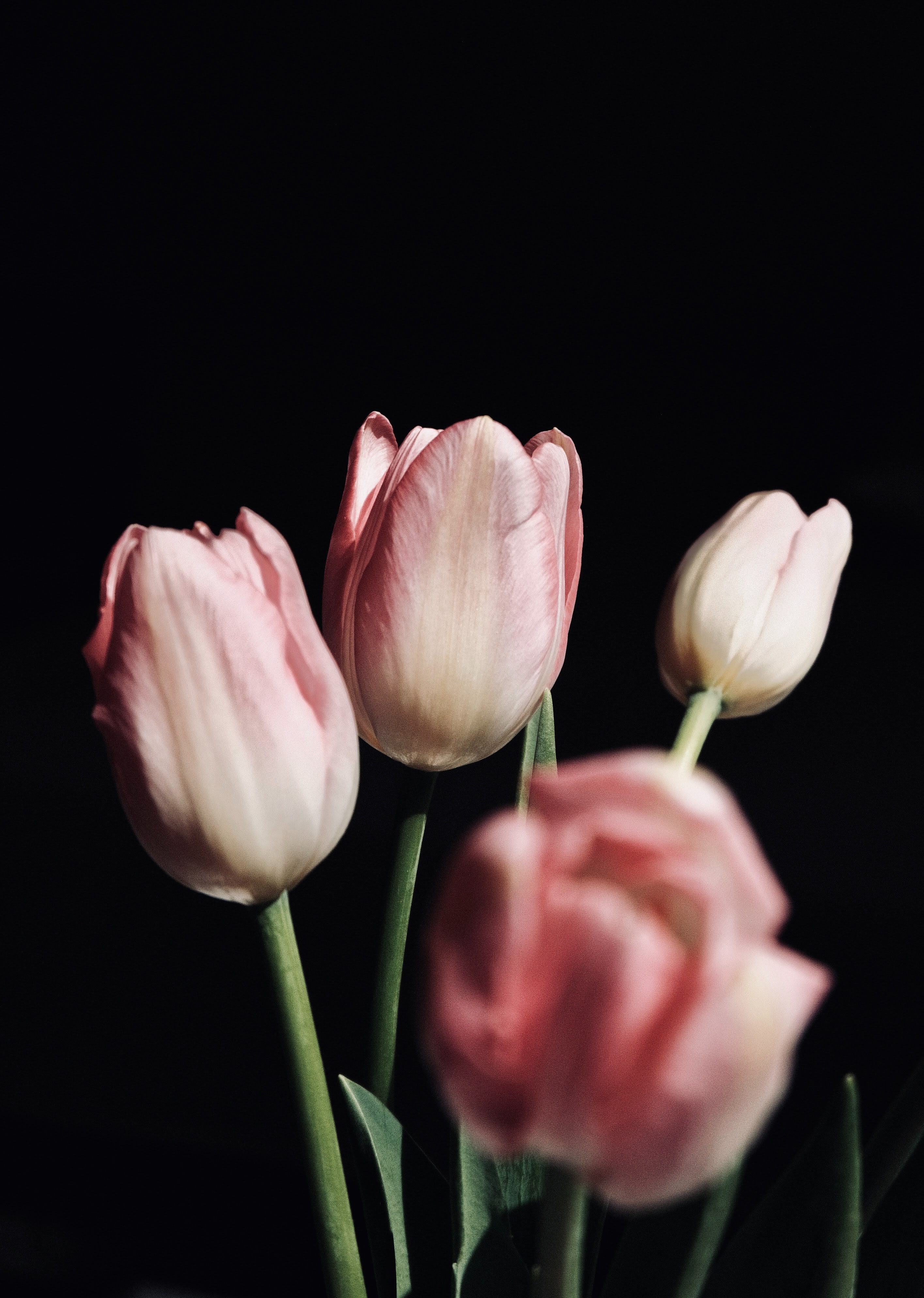 Скачать картинку Цветы, Розовый, Черный, Букет, Тюльпаны в телефон бесплатно.