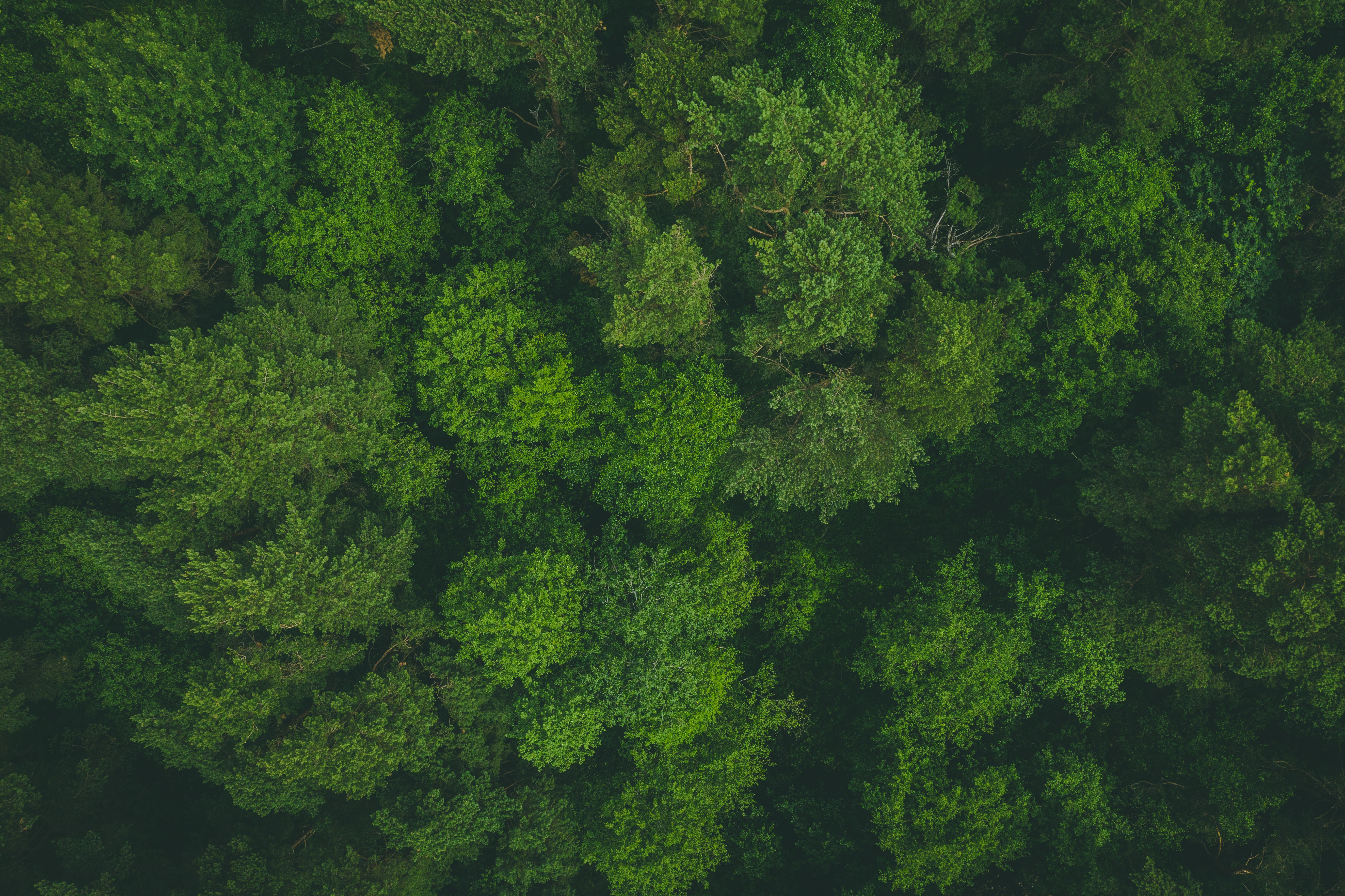 Скачать картинку Верхушки, Деревья, Вид Сверху, Лес, Зеленый, Природа в телефон бесплатно.