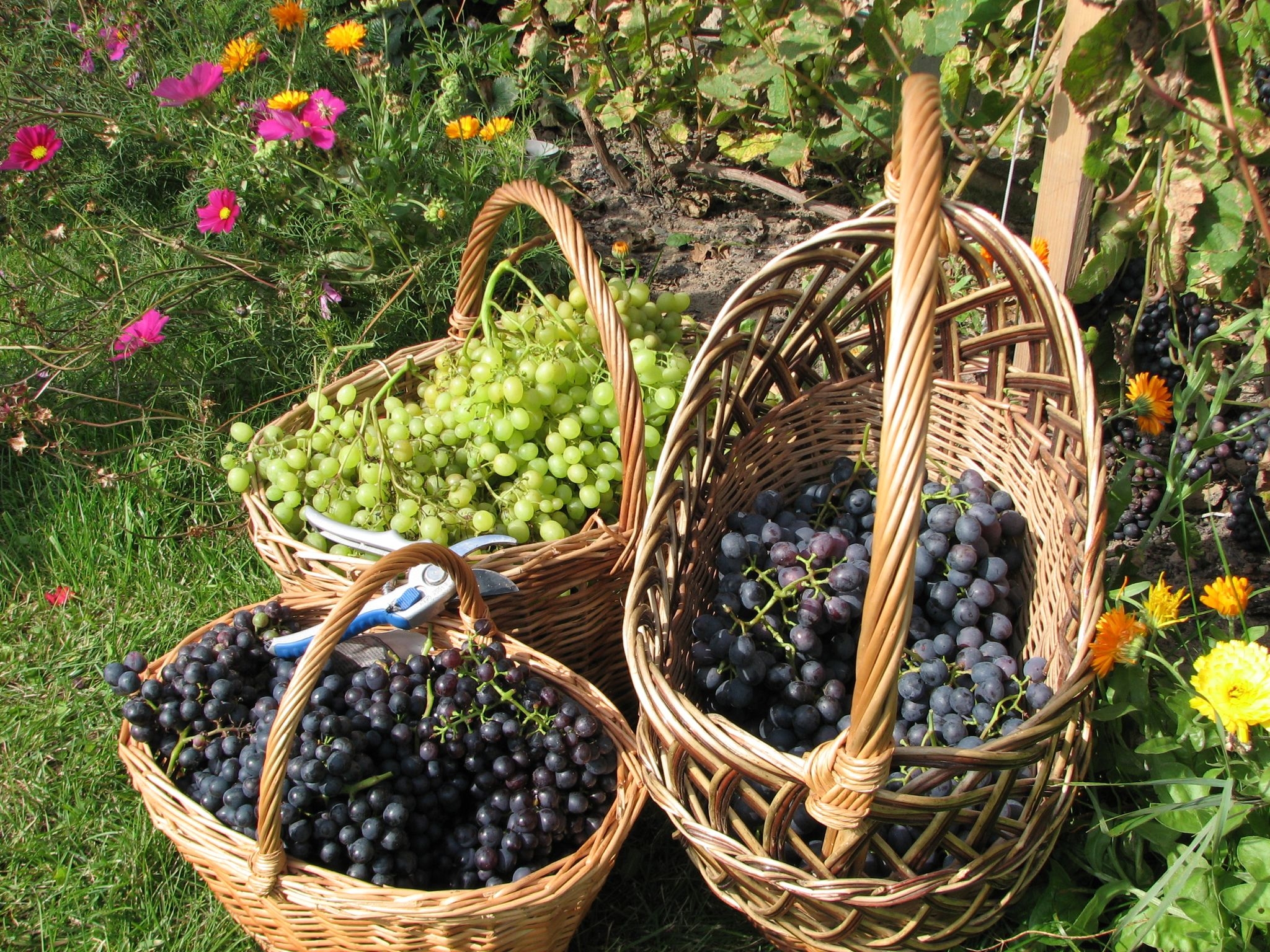 137166 скачать обои виноград, корзины, еда, сад, грозди - заставки и картинки бесплатно