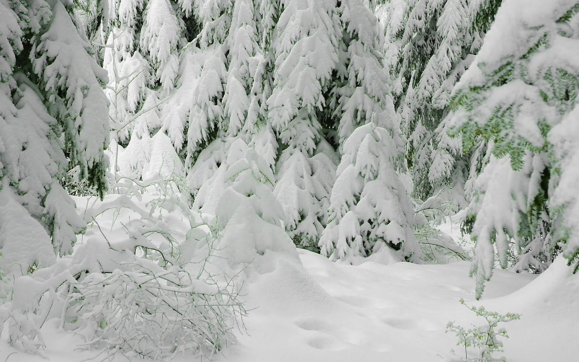 Descarga gratuita de fondo de pantalla para móvil de Invierno, Tierra/naturaleza.