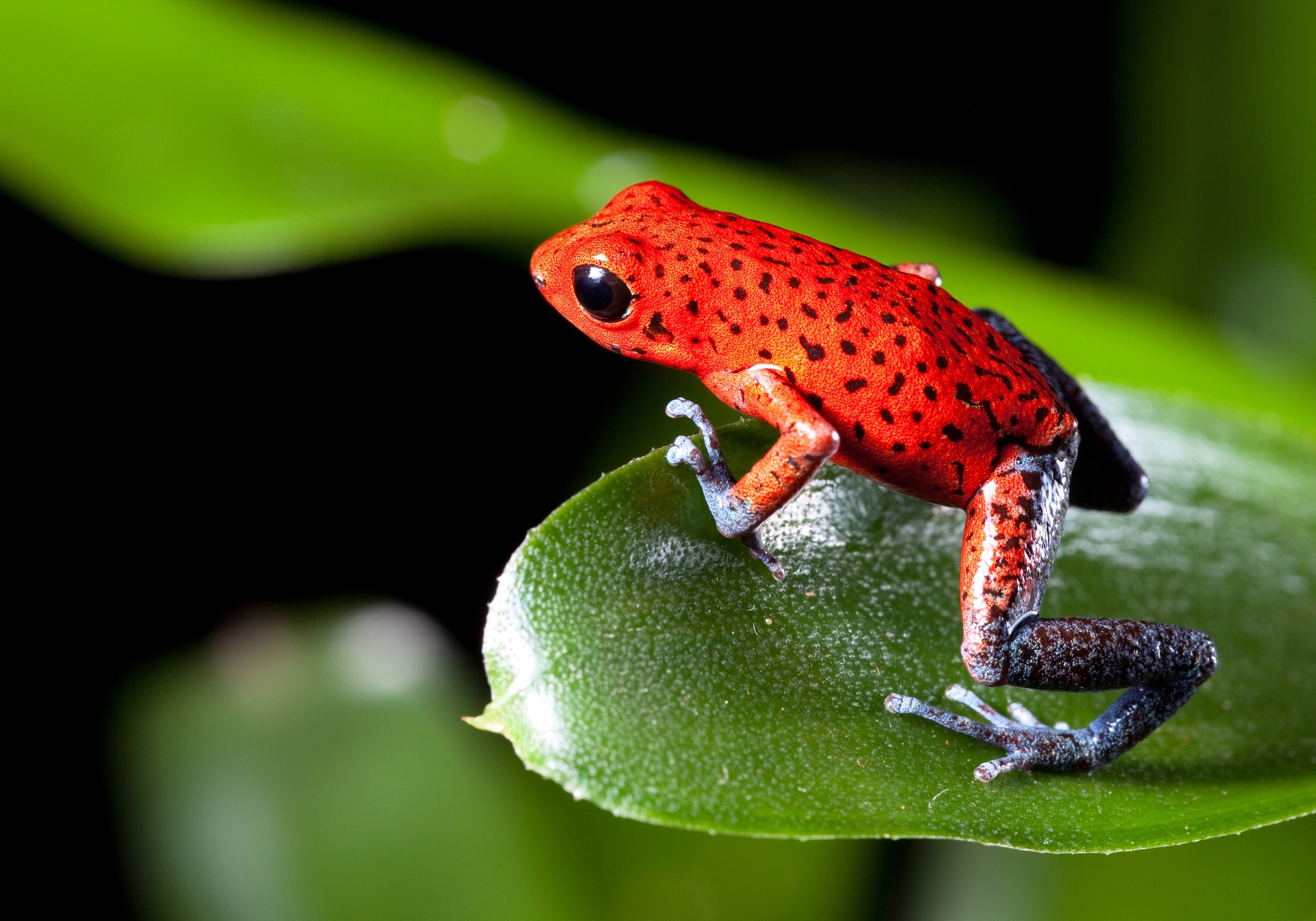 Download mobile wallpaper Frogs, Animal, Poison Dart Frog for free.
