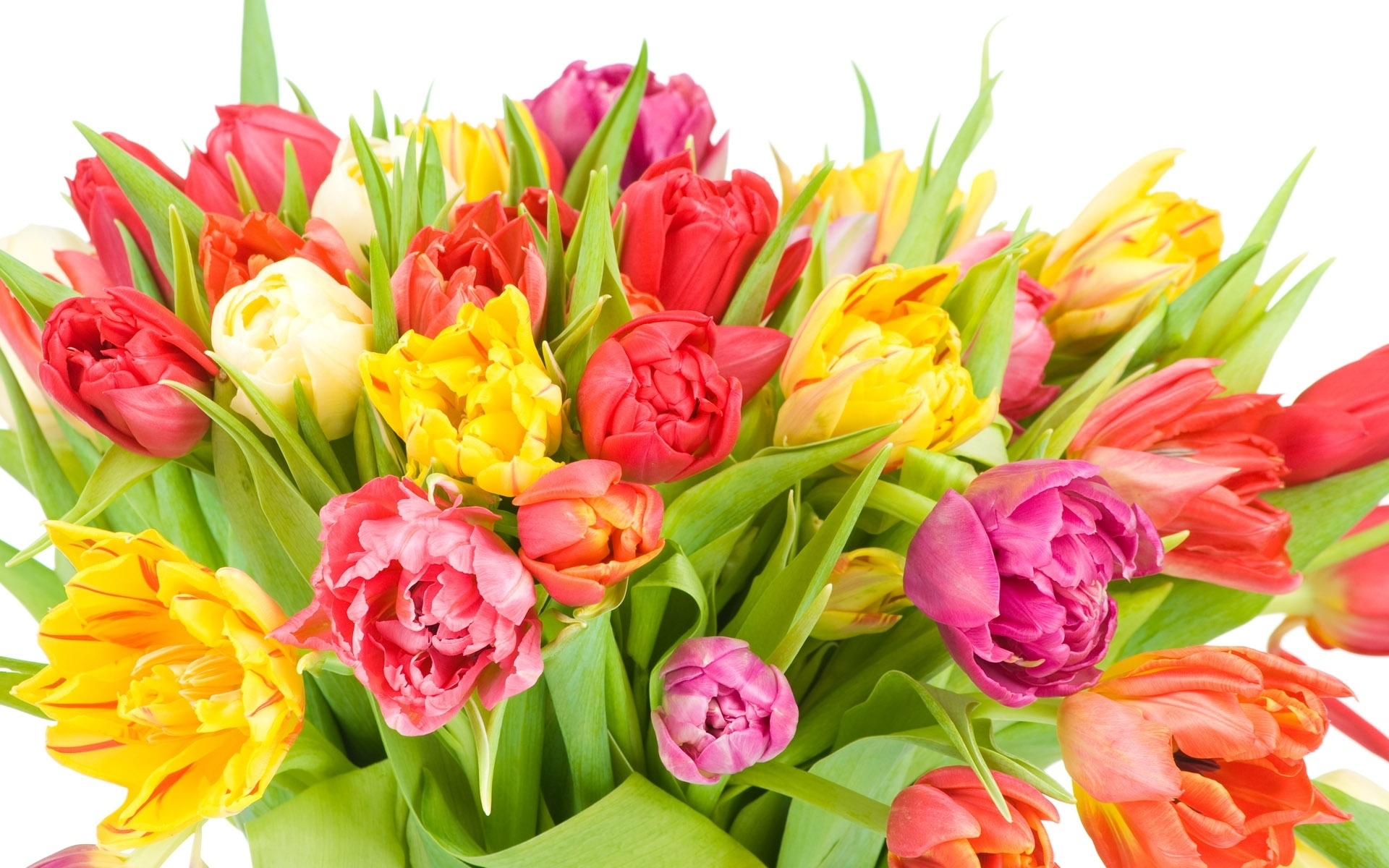 Handy-Wallpaper Blumen, Blume, Farben, Bunt, Tulpe, Gelbe Blume, Rote Blume, Erde/natur, Pinke Blume kostenlos herunterladen.