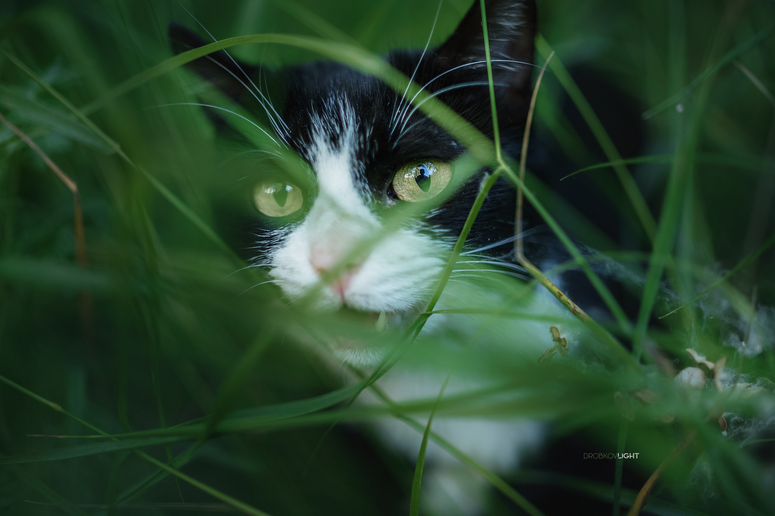 Baixe gratuitamente a imagem Gato, Gatos, Animais na área de trabalho do seu PC