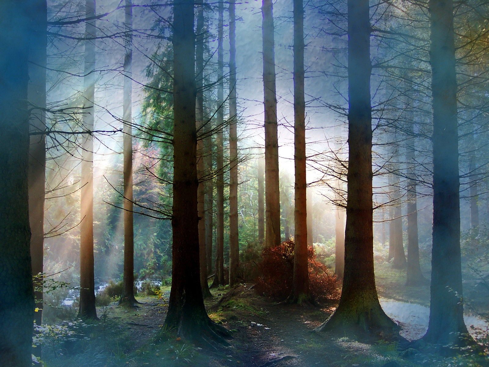 Free download wallpaper Forest, Earth on your PC desktop