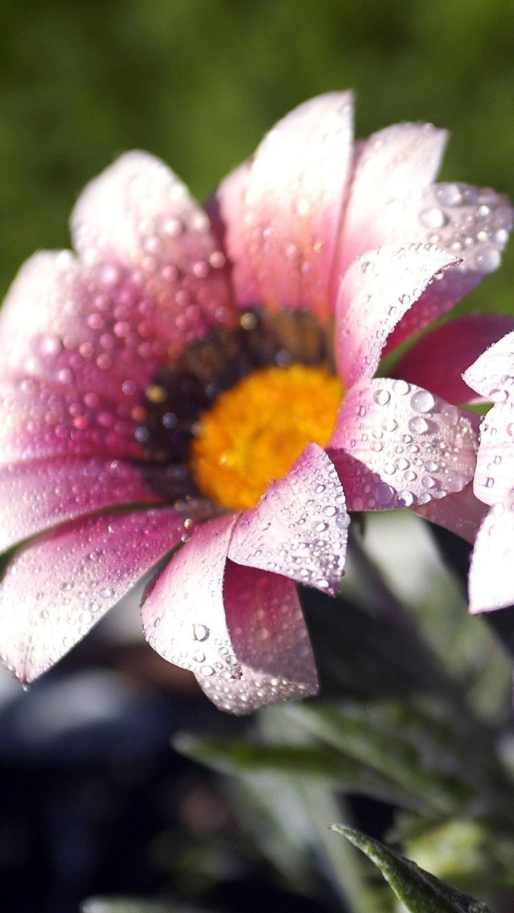 Téléchargez des papiers peints mobile Fleurs, Fleur, Fermer, Rosée, Terre/nature, Goutte D'eau, Fleur Rose gratuitement.