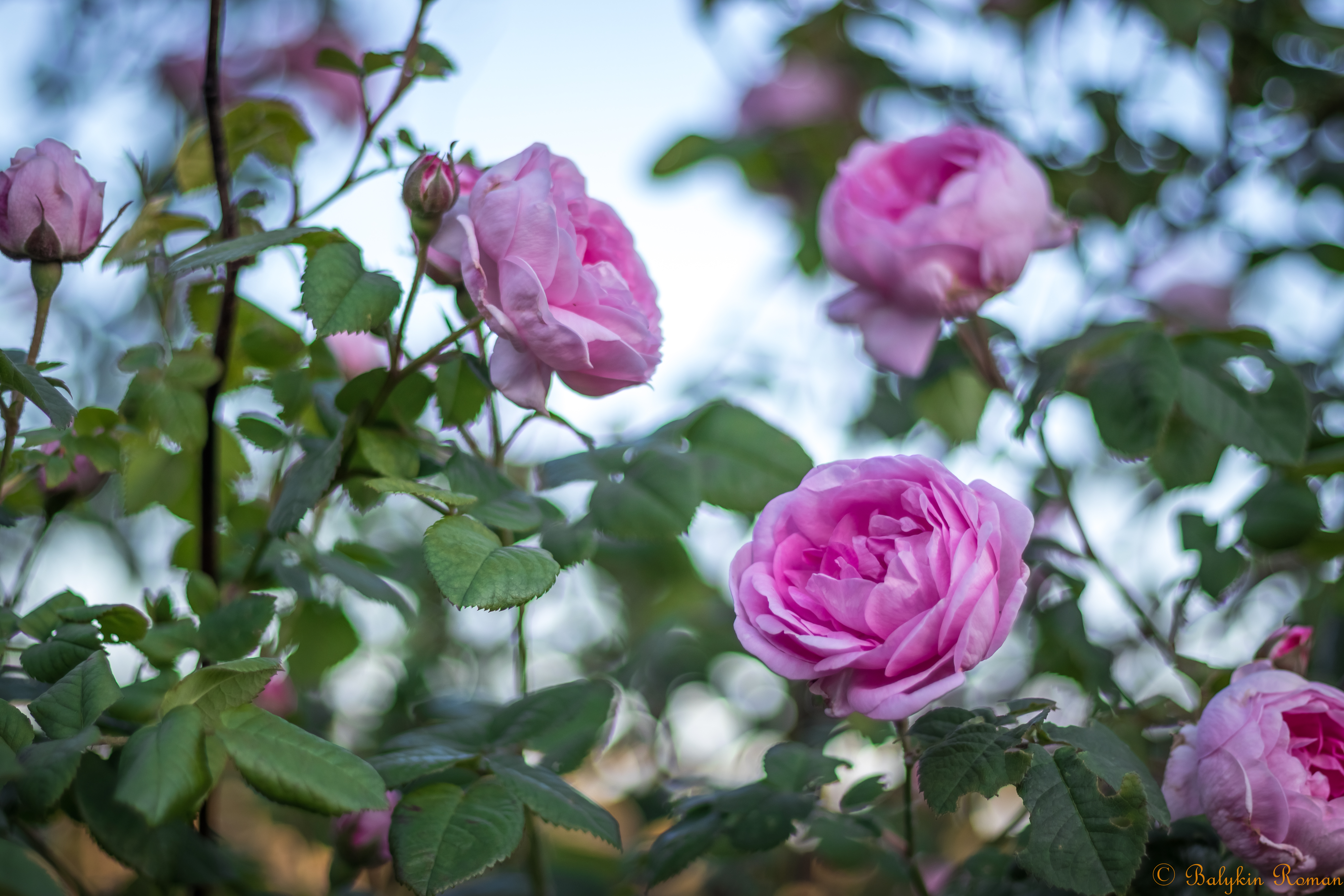 Laden Sie das Blumen, Blume, Rose, Erde/natur, Pinke Rose-Bild kostenlos auf Ihren PC-Desktop herunter