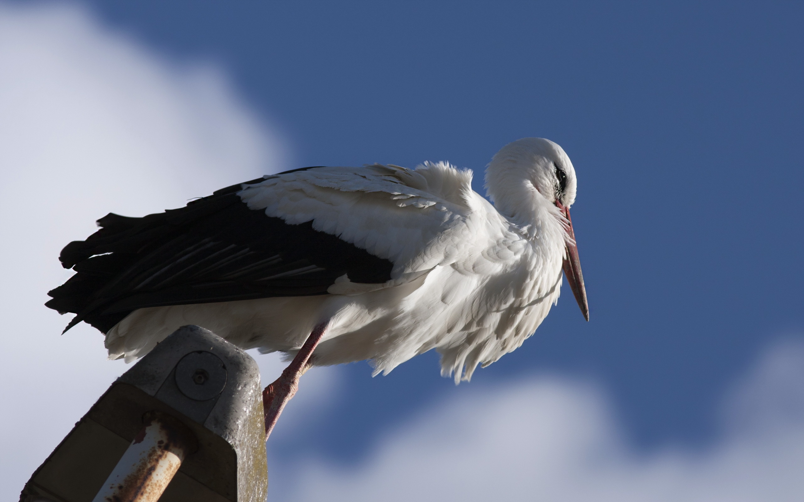 Descarga gratuita de fondo de pantalla para móvil de Cigüeña Blanca, Aves, Animales.
