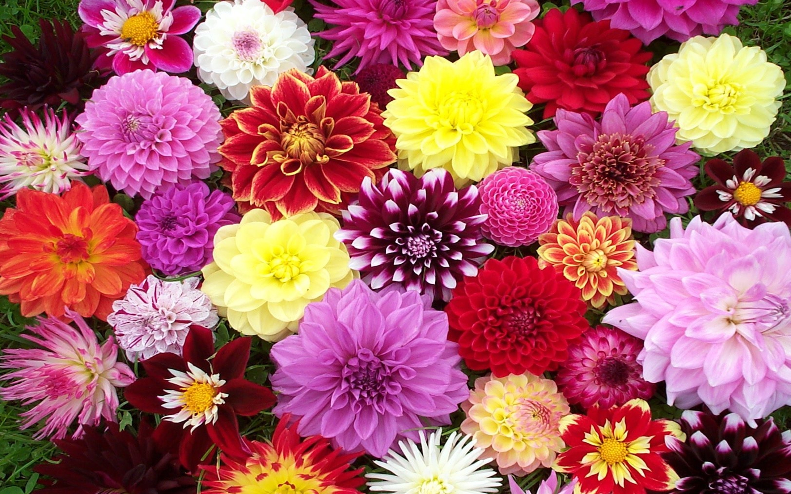 Handy-Wallpaper Blumen, Blume, Farben, Dahlien, Bunt, Erde/natur kostenlos herunterladen.