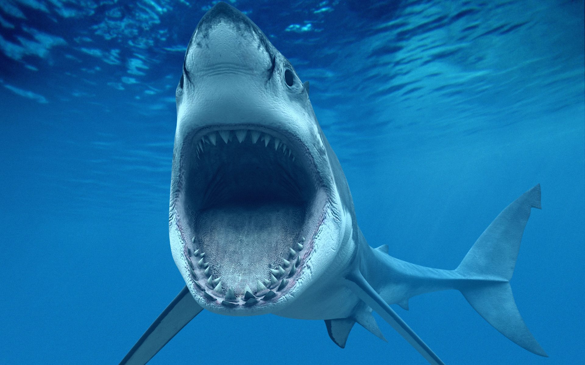 1458387 descargar imagen animales, gran tiburón blanco, pez, tiburón: fondos de pantalla y protectores de pantalla gratis