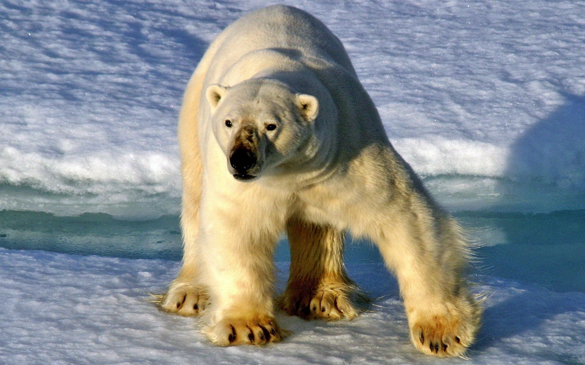 95898 завантажити картинку білий ведмідь, тварини, сніг, ведмідь, прогулянка, прогулятися, сонячне світло, сонячного світла, полярний ведмідь - шпалери і заставки безкоштовно