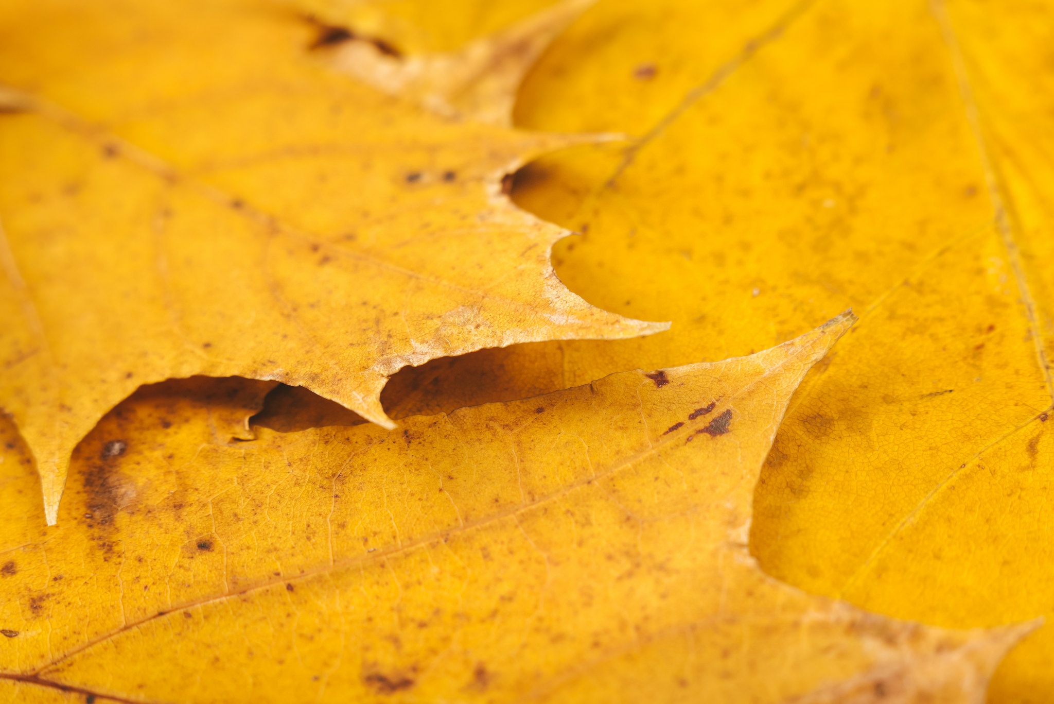 Download mobile wallpaper Nature, Macro, Leaf, Fall, Earth for free.