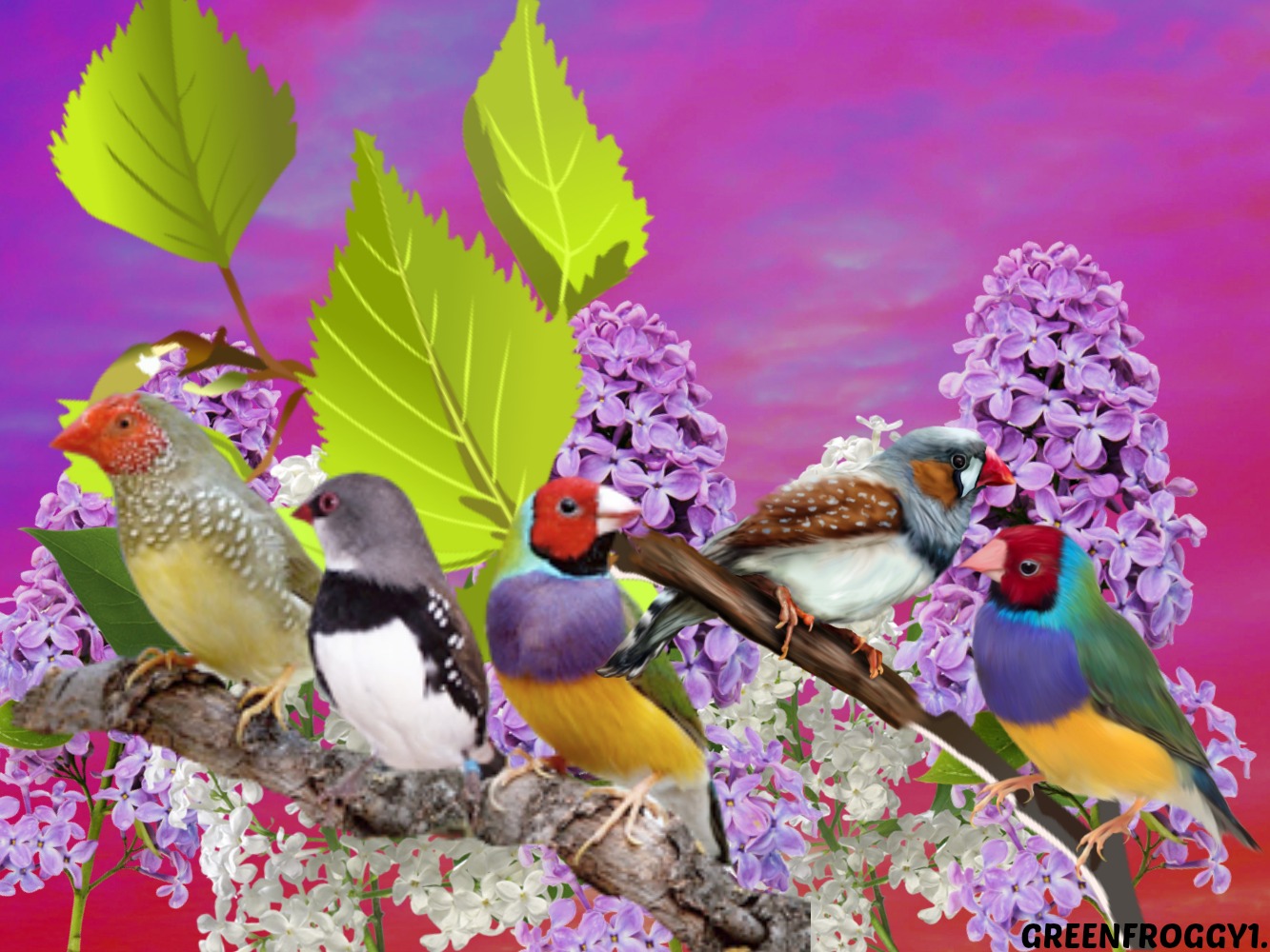 Descarga gratuita de fondo de pantalla para móvil de Fringílido, Aves, Animales.