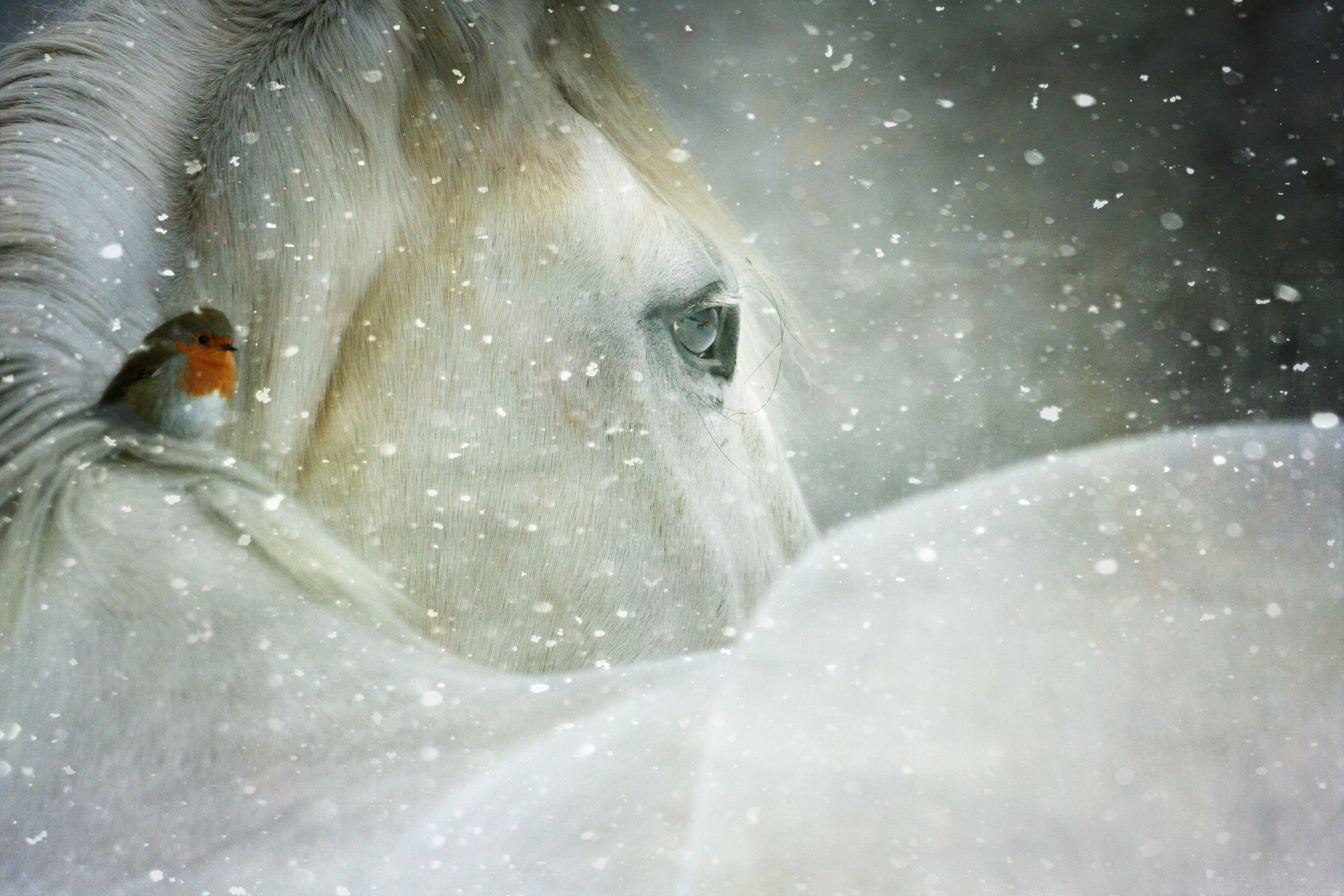 Download mobile wallpaper Winter, Snow, Bird, Animal, Horse for free.