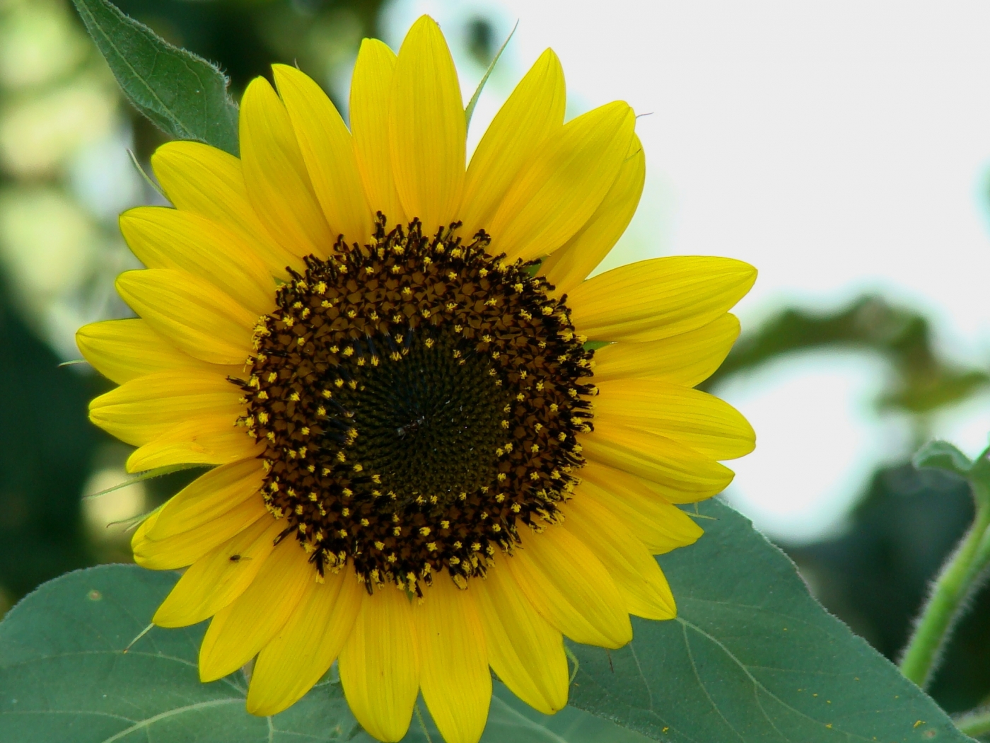 36985 Bild herunterladen pflanzen, blumen, sonnenblumen, gelb - Hintergrundbilder und Bildschirmschoner kostenlos