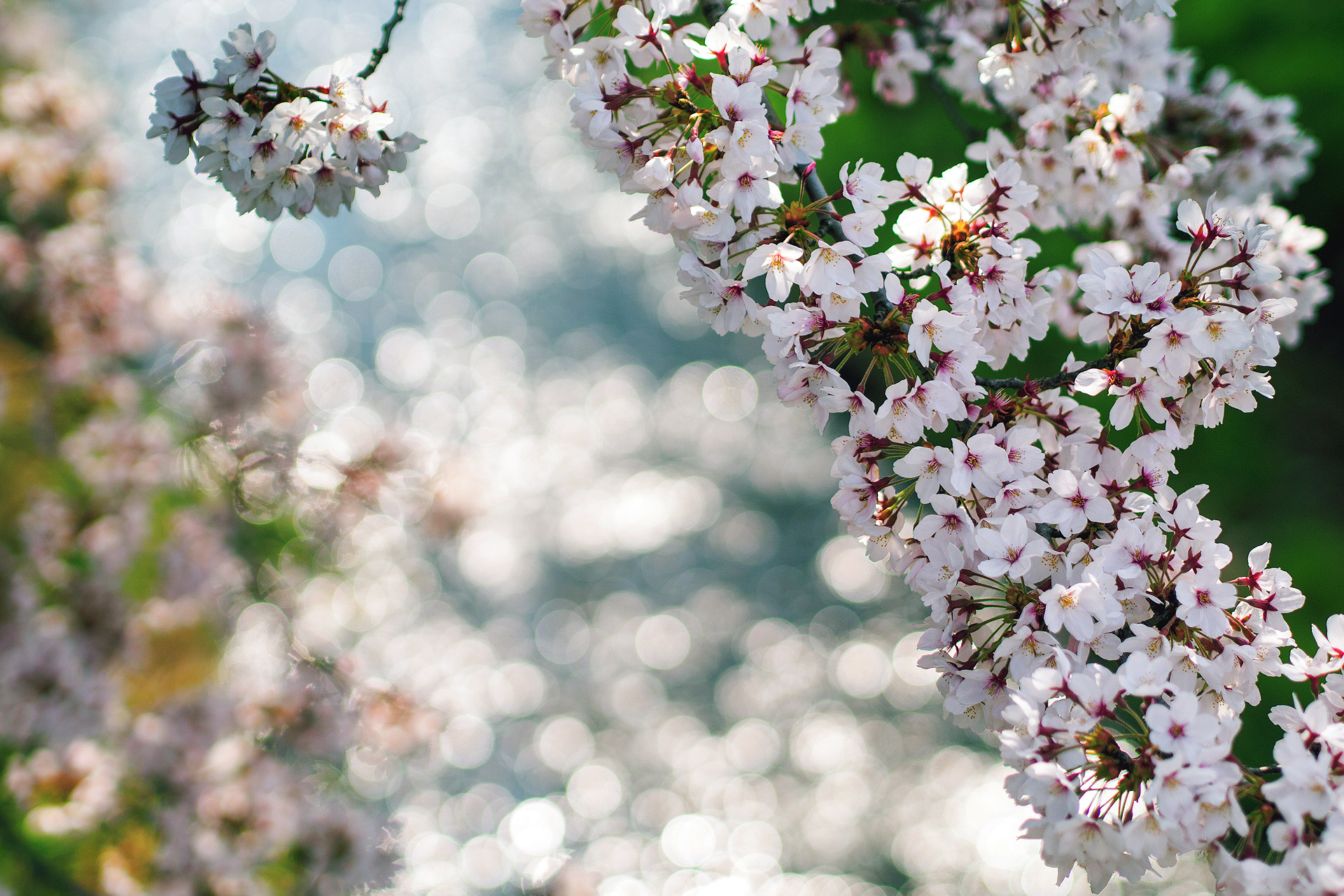 Free download wallpaper Blossom, Flowers, Earth on your PC desktop