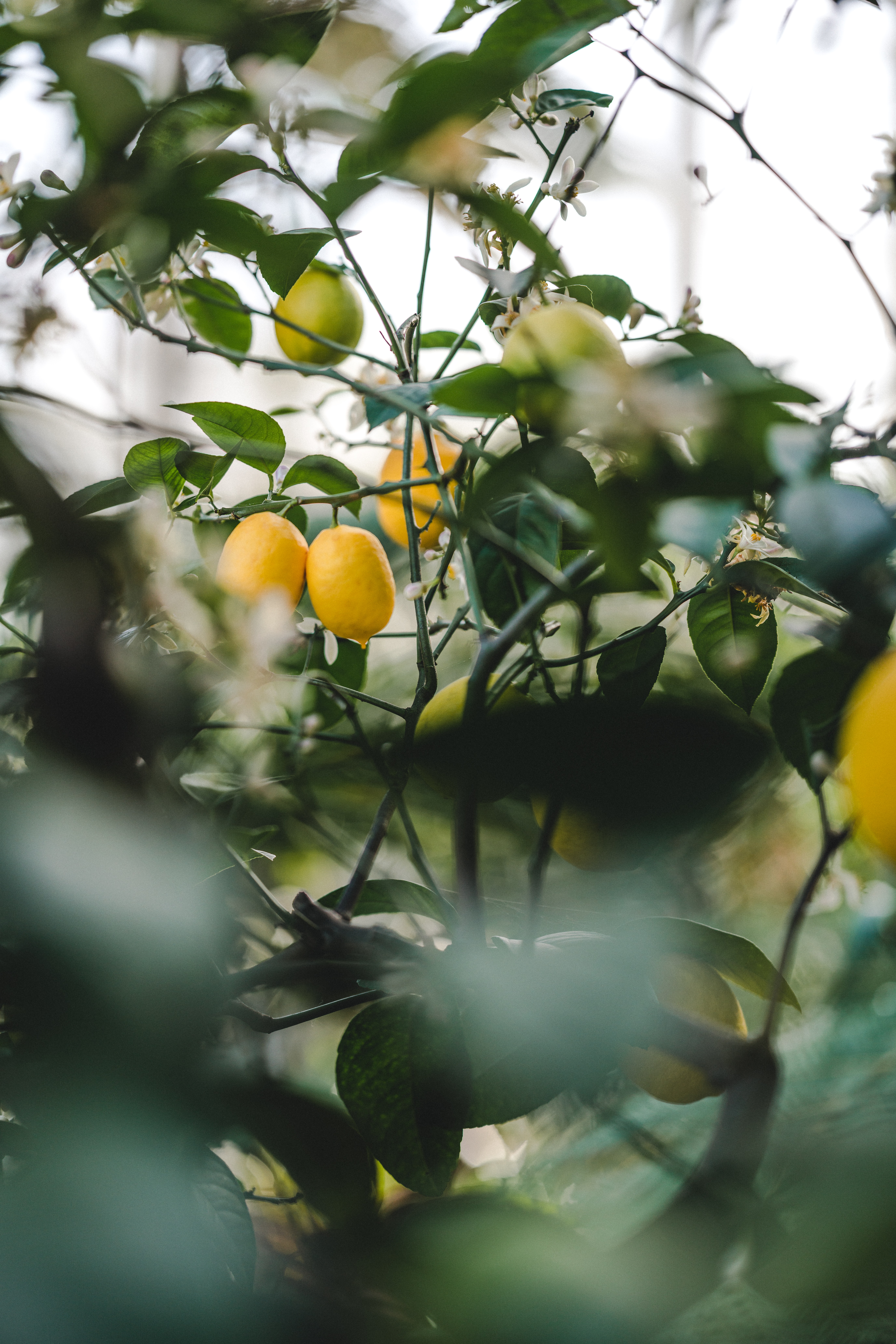 nature, lemon, fruit, leaves, plant, fetus cellphone