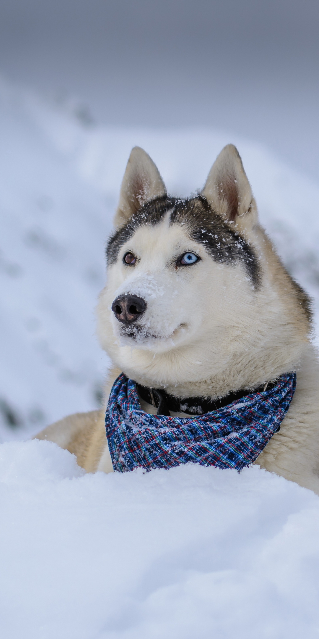 無料モバイル壁紙動物, 雪, 犬, ハスキーをダウンロードします。