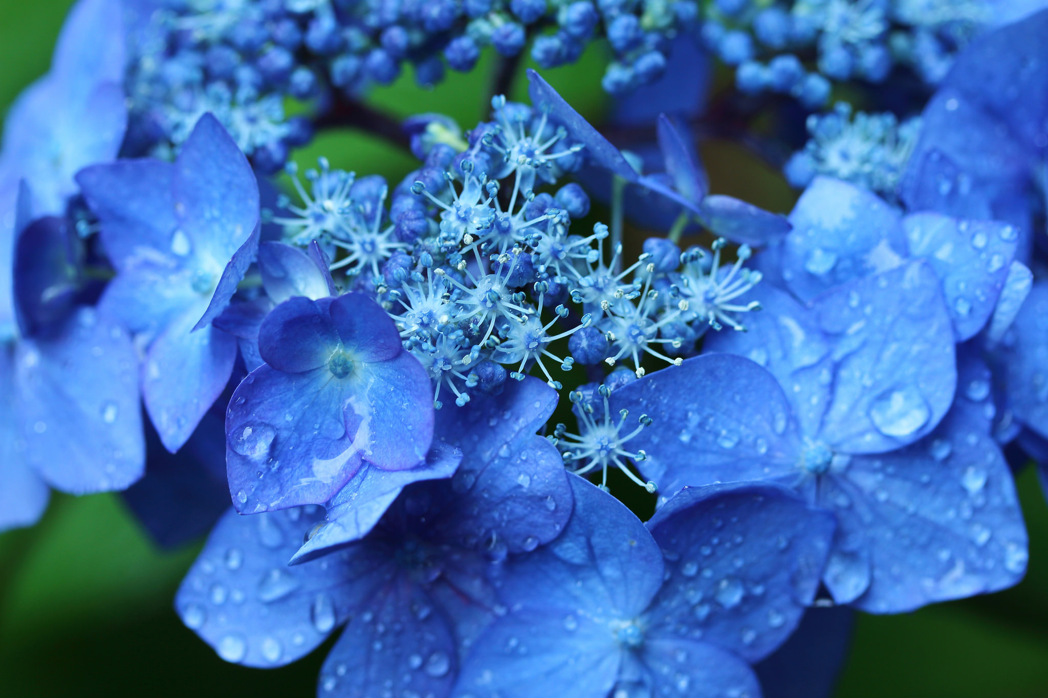 Handy-Wallpaper Natur, Blumen, Blume, Makro, Hortensien, Wassertropfen, Erde/natur, Blaue Blume kostenlos herunterladen.