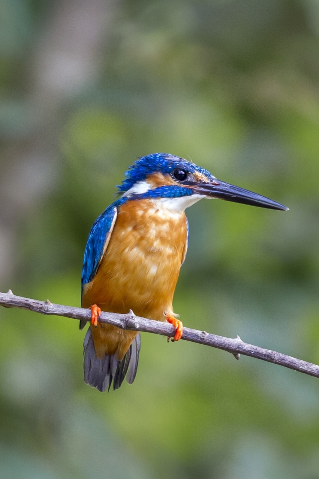 common kingfisher, animal, kingfisher, bokeh, birds
