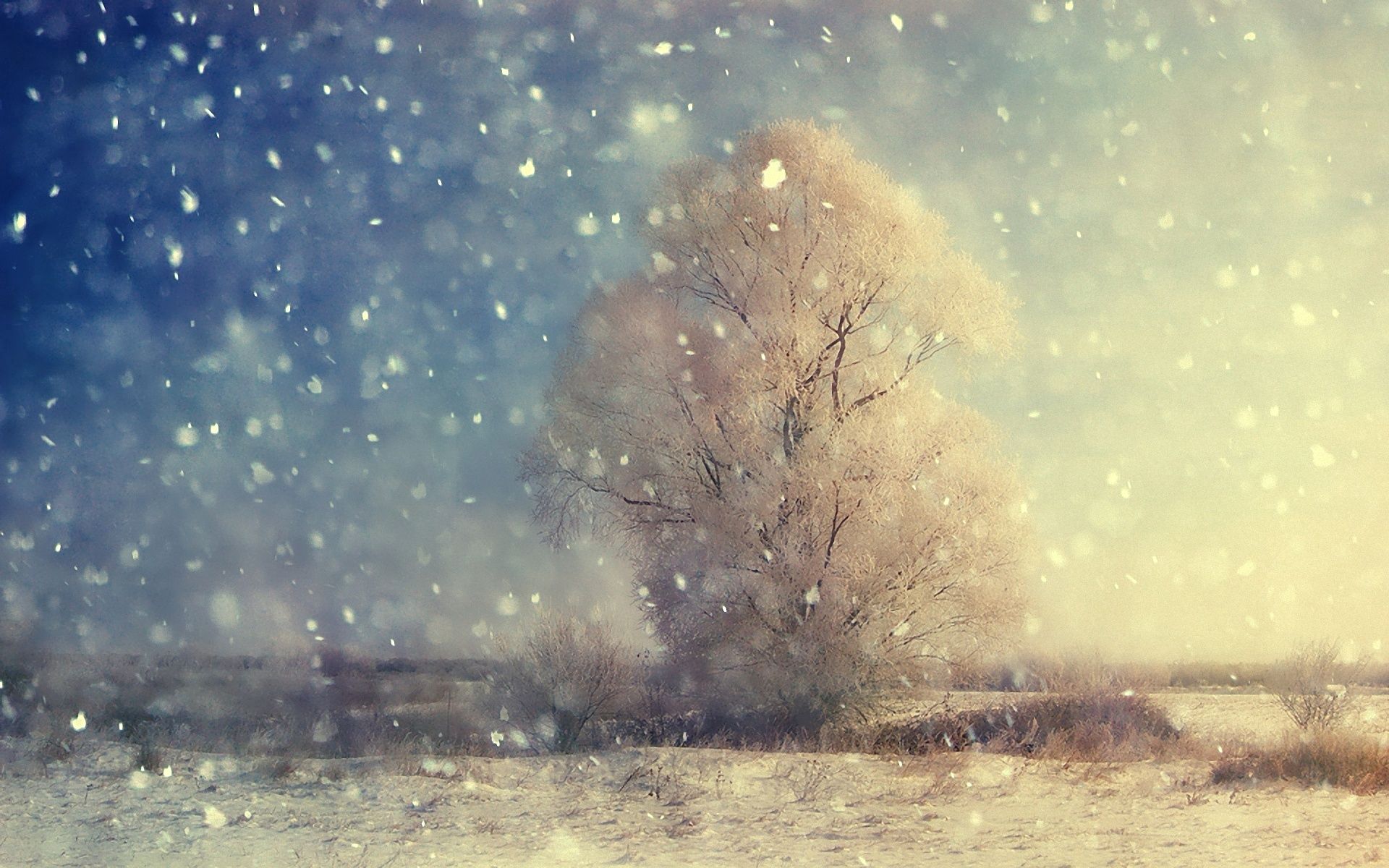 89393 скачать картинку зима, природа, дерево, поле, крупицы, снегопад - обои и заставки бесплатно