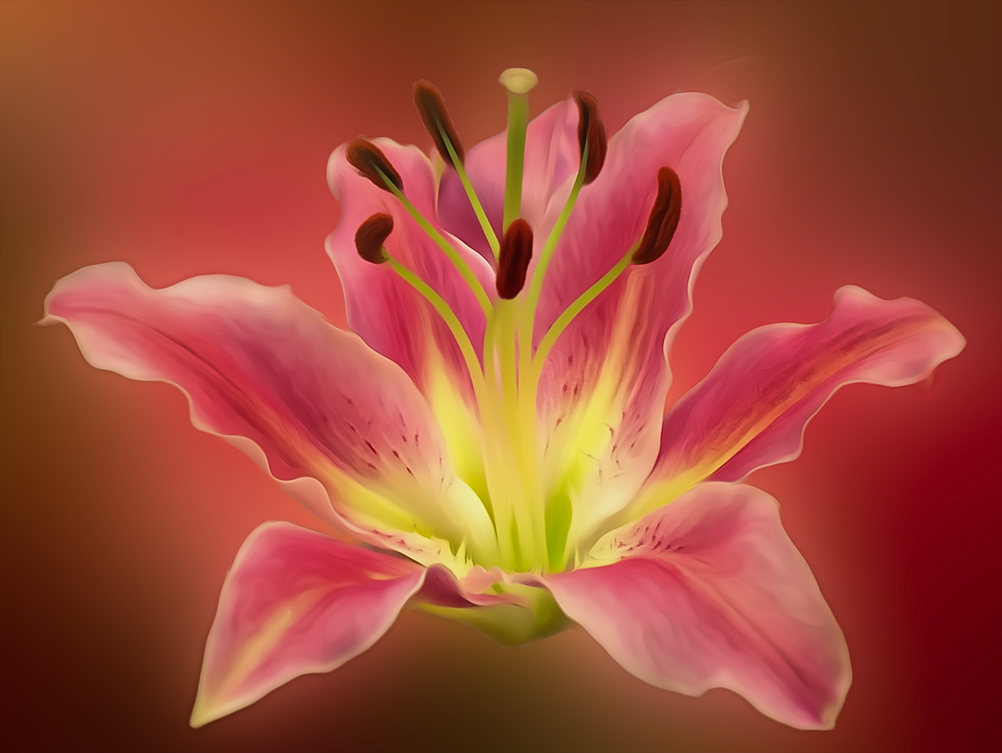 Download mobile wallpaper Lily, Flowers, Earth for free.