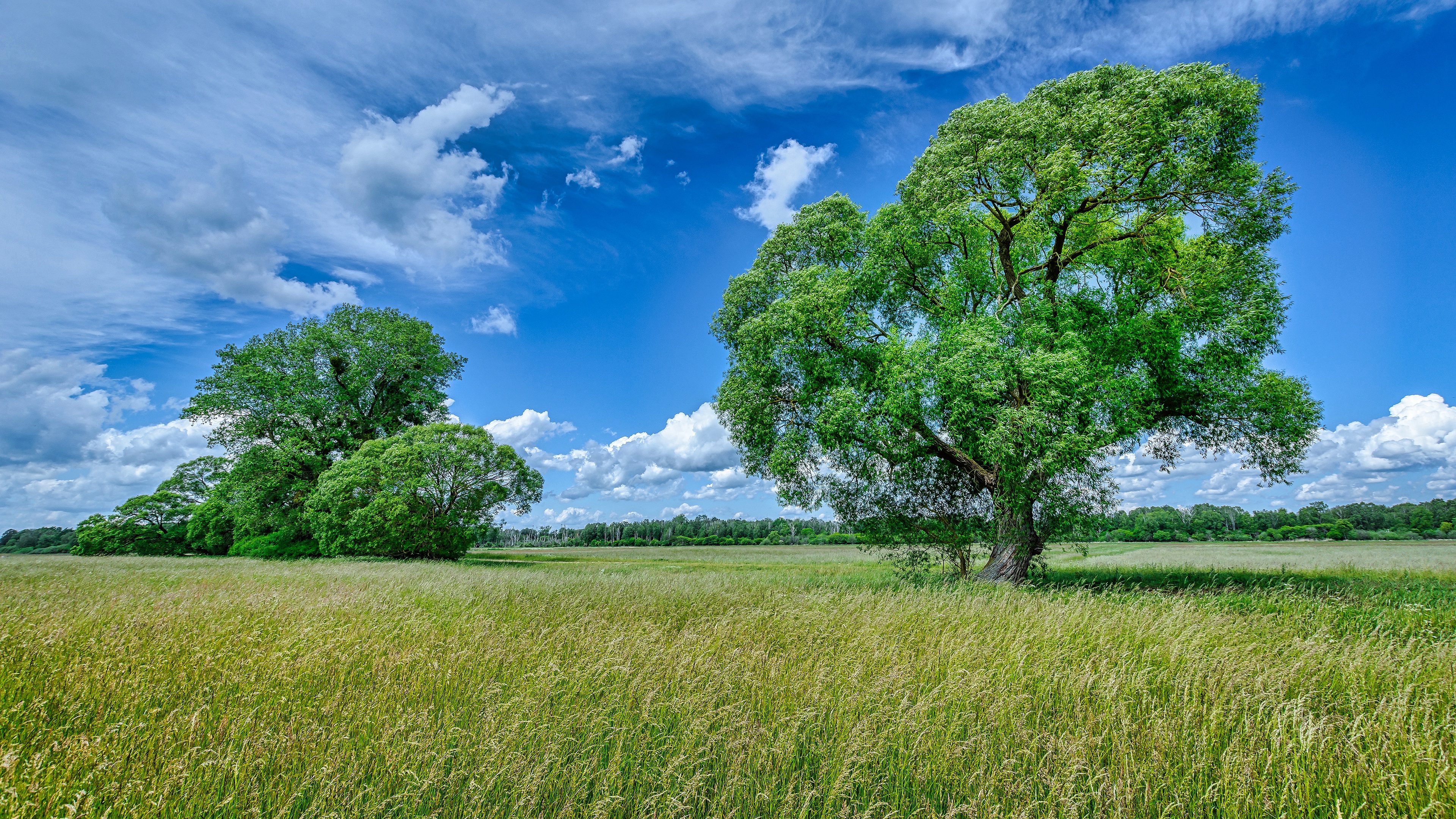 Laden Sie das Landschaft, Sommer, Baum, Busch, Feld, Wolke, Gras, Himmel, Erde/natur-Bild kostenlos auf Ihren PC-Desktop herunter