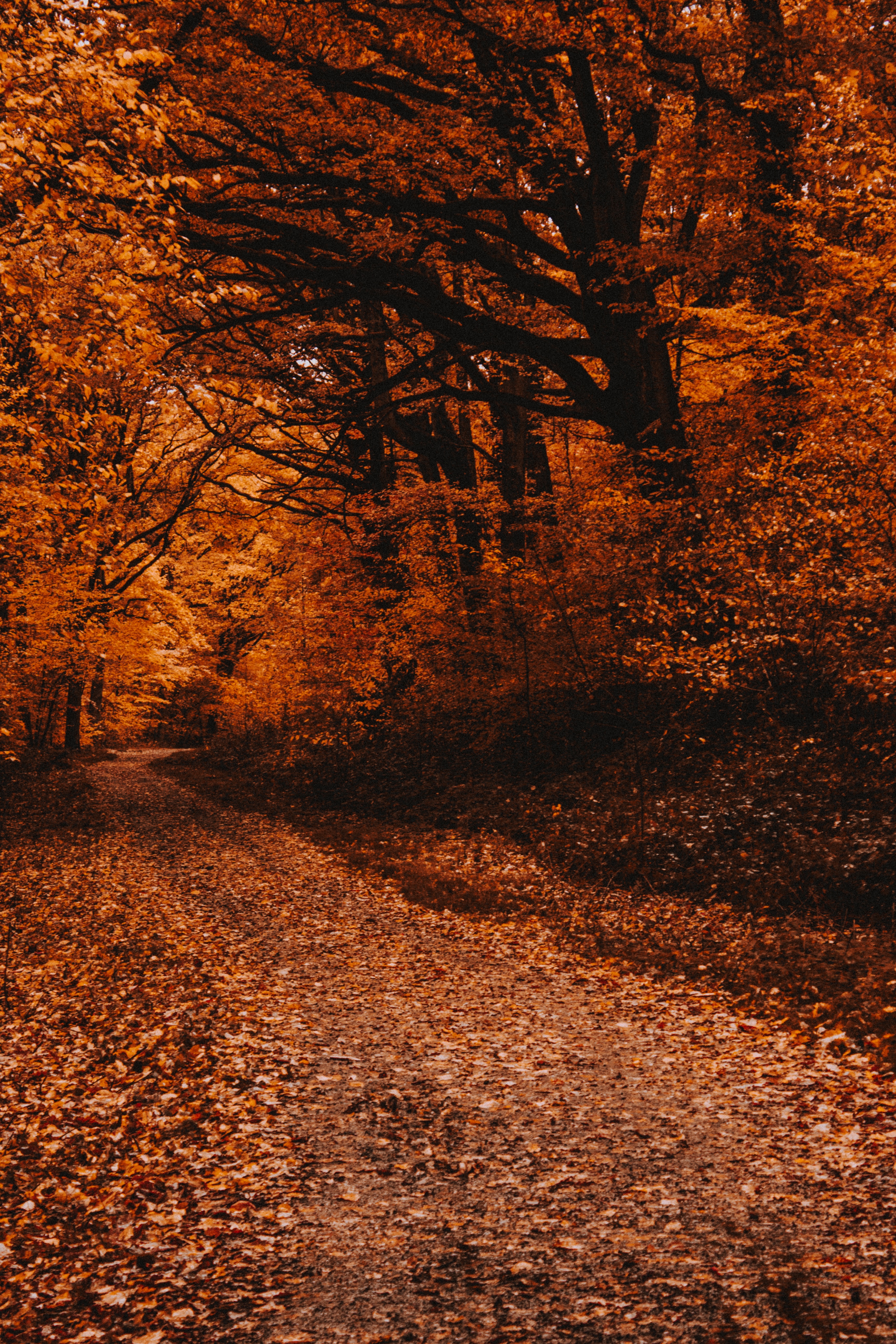 nature, trees, autumn, forest, path, fallen leaves, fallen foliage