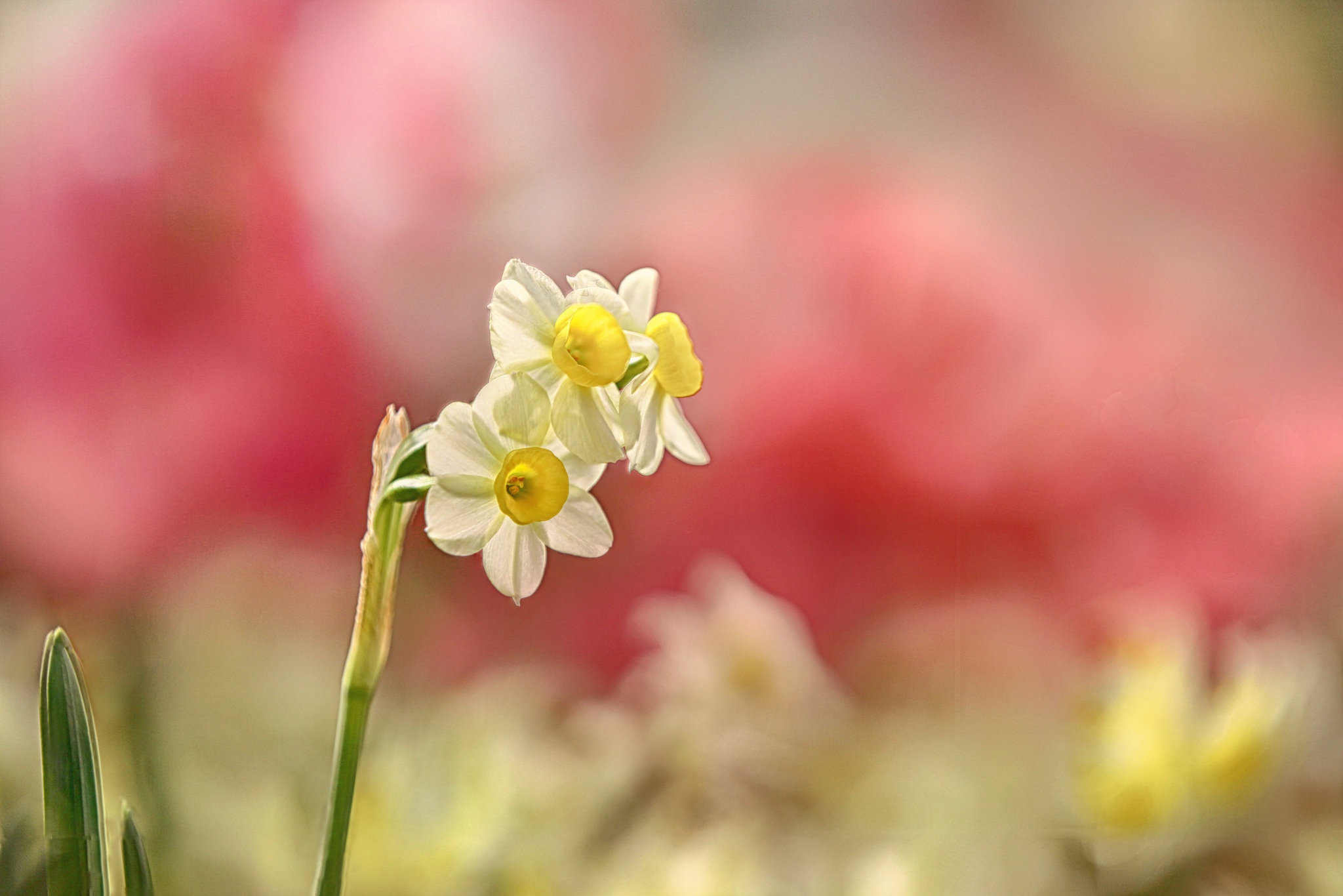 Handy-Wallpaper Natur, Blumen, Narzissen, Blume, Makro, Weiße Blume, Erde/natur kostenlos herunterladen.