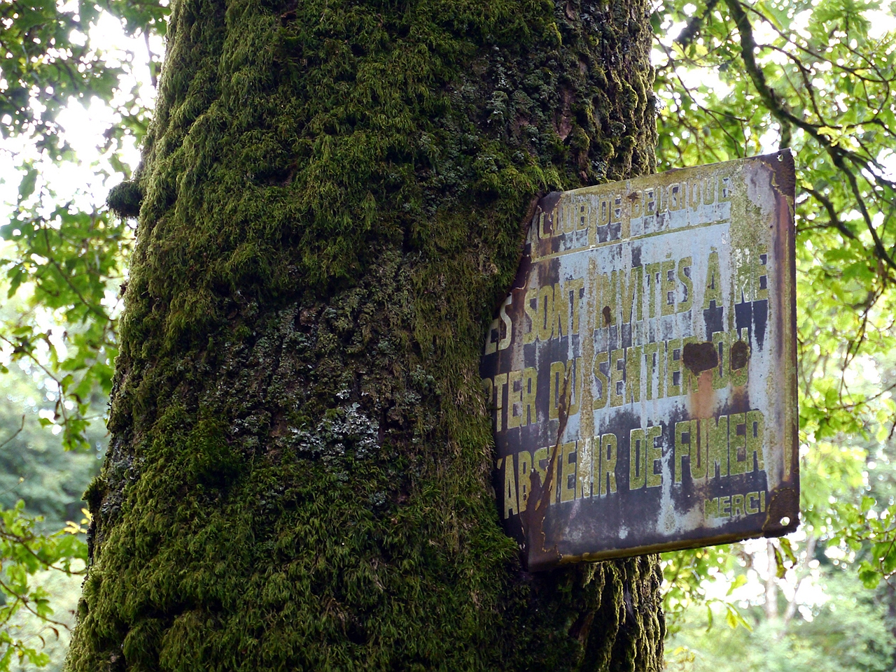 Téléchargez des papiers peints mobile Arbre, Terre/nature gratuitement.