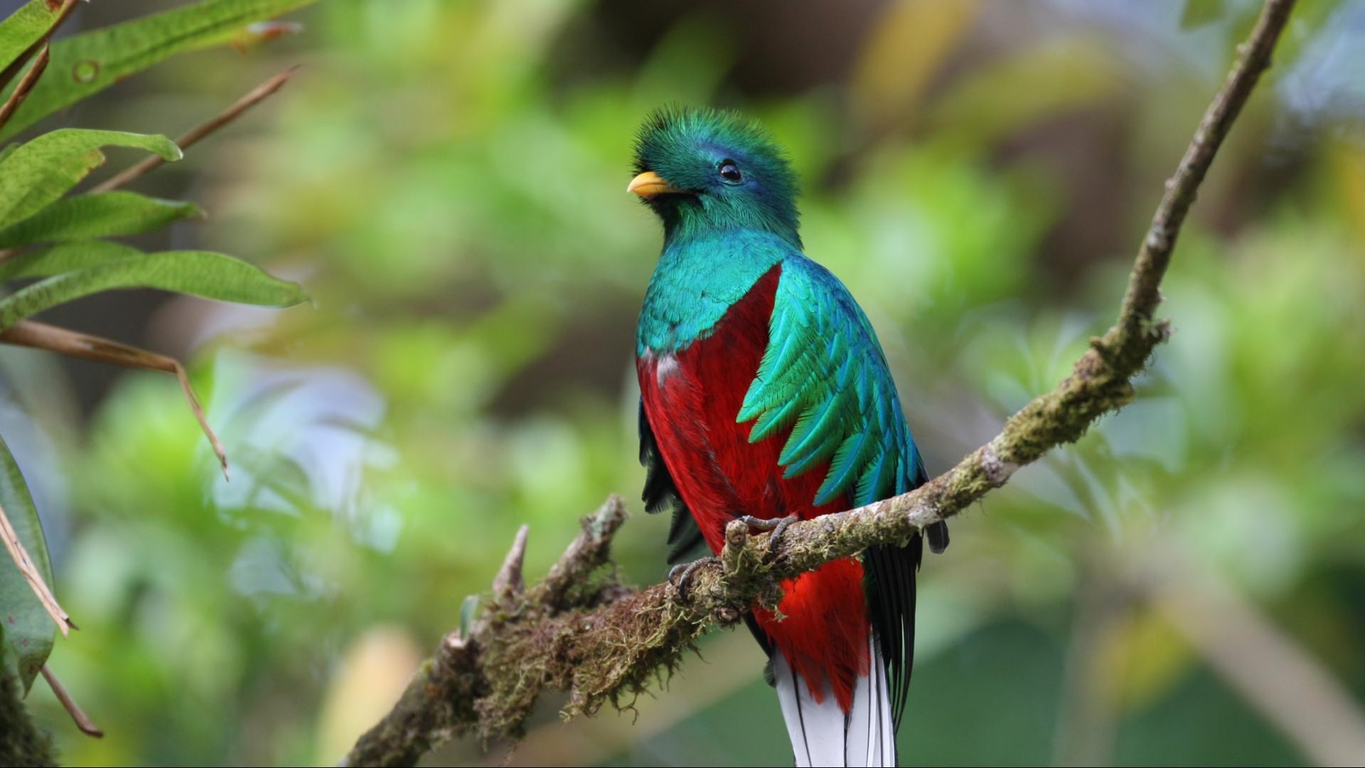 1481786 Hintergrundbild herunterladen tiere, quetzal, vogel - Bildschirmschoner und Bilder kostenlos