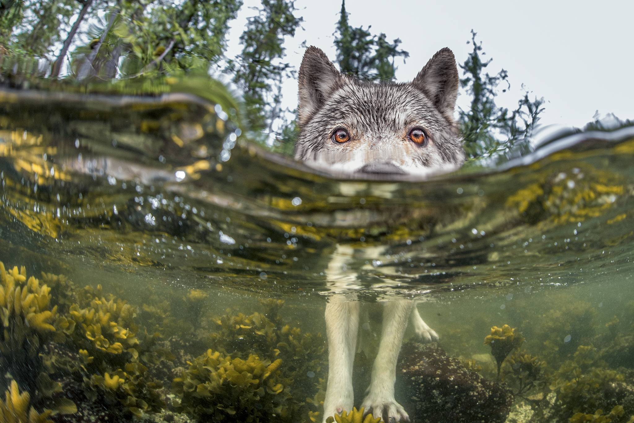 Free download wallpaper Water, Wolf, Animal, Wolves on your PC desktop