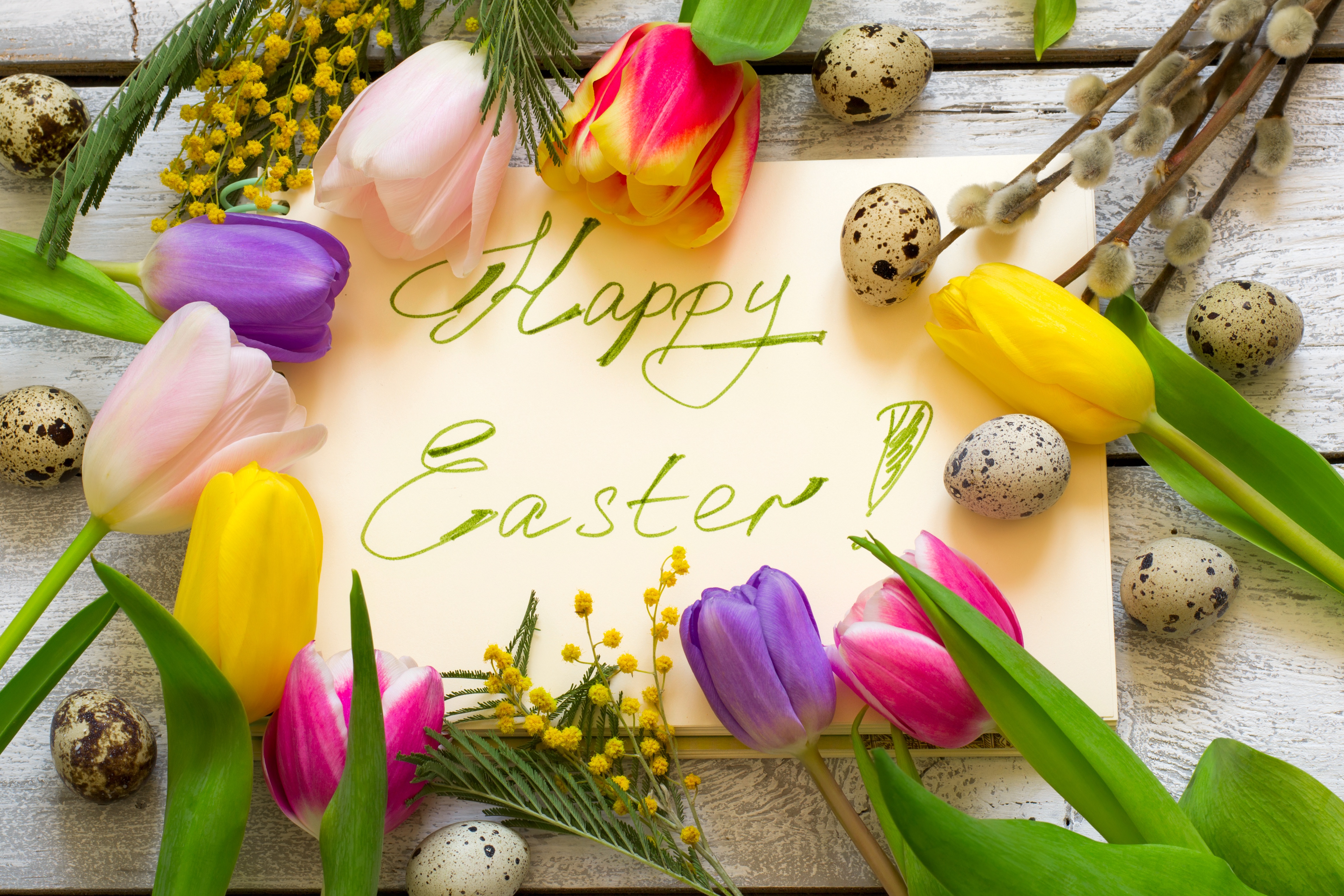 Descarga gratuita de fondo de pantalla para móvil de Pascua, Flor, Día Festivo, Tulipán, Felices Pascuas.