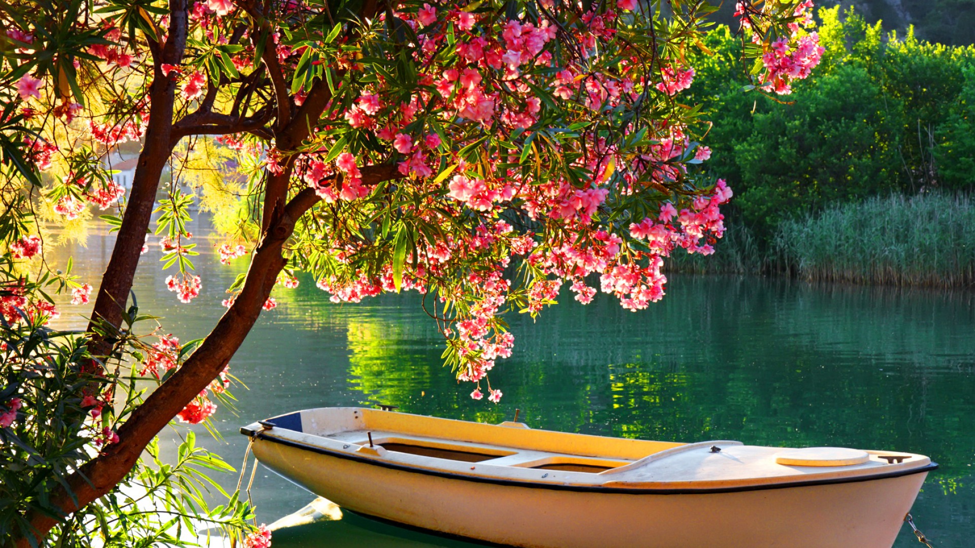 Скачать картинку Озеро, Дерево, Лодка, Весна, Цветущие, Транспортные Средства, Розовый Цветок в телефон бесплатно.