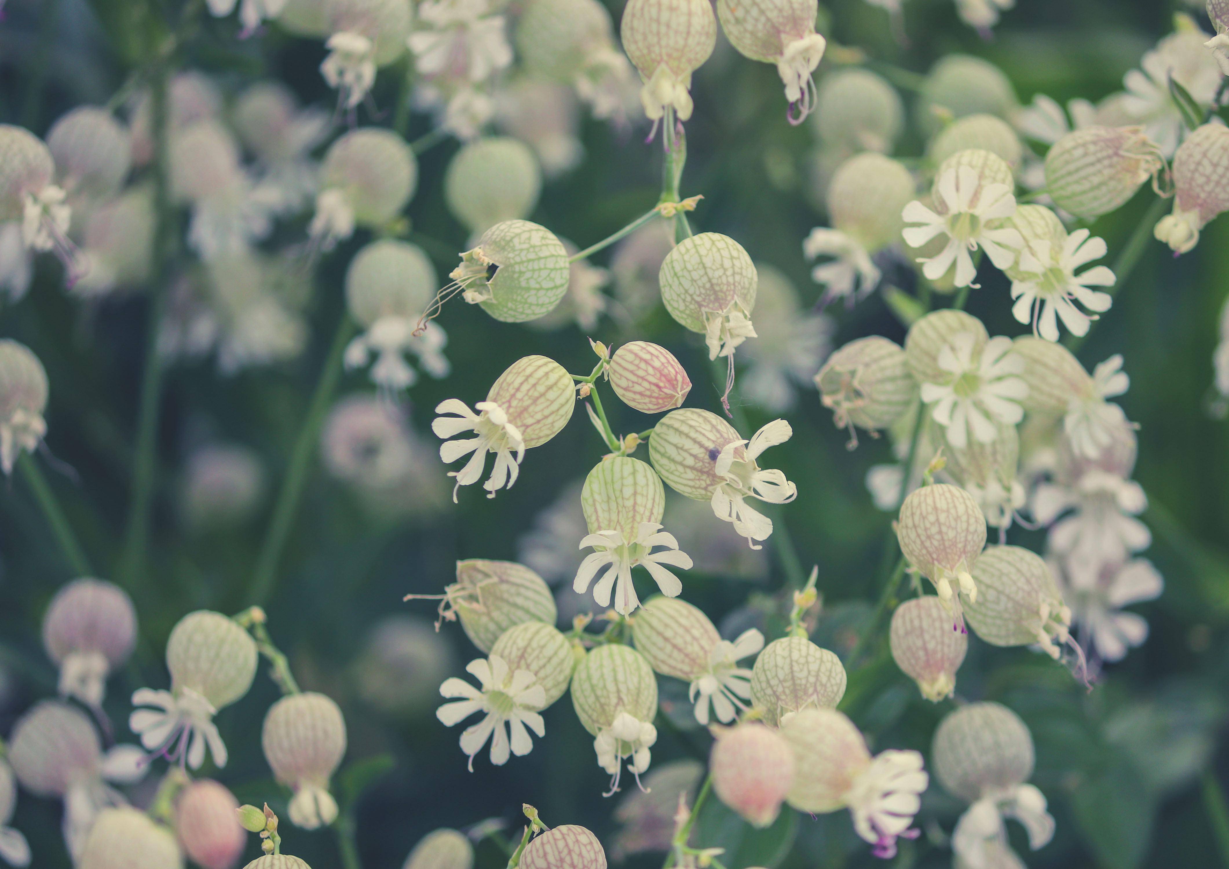 Laden Sie das Blumen, Blume, Erde/natur, Wildblume-Bild kostenlos auf Ihren PC-Desktop herunter