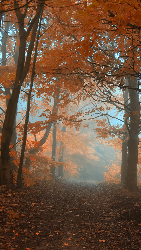 無料モバイル壁紙木, 秋, 森, 霧, 地球をダウンロードします。