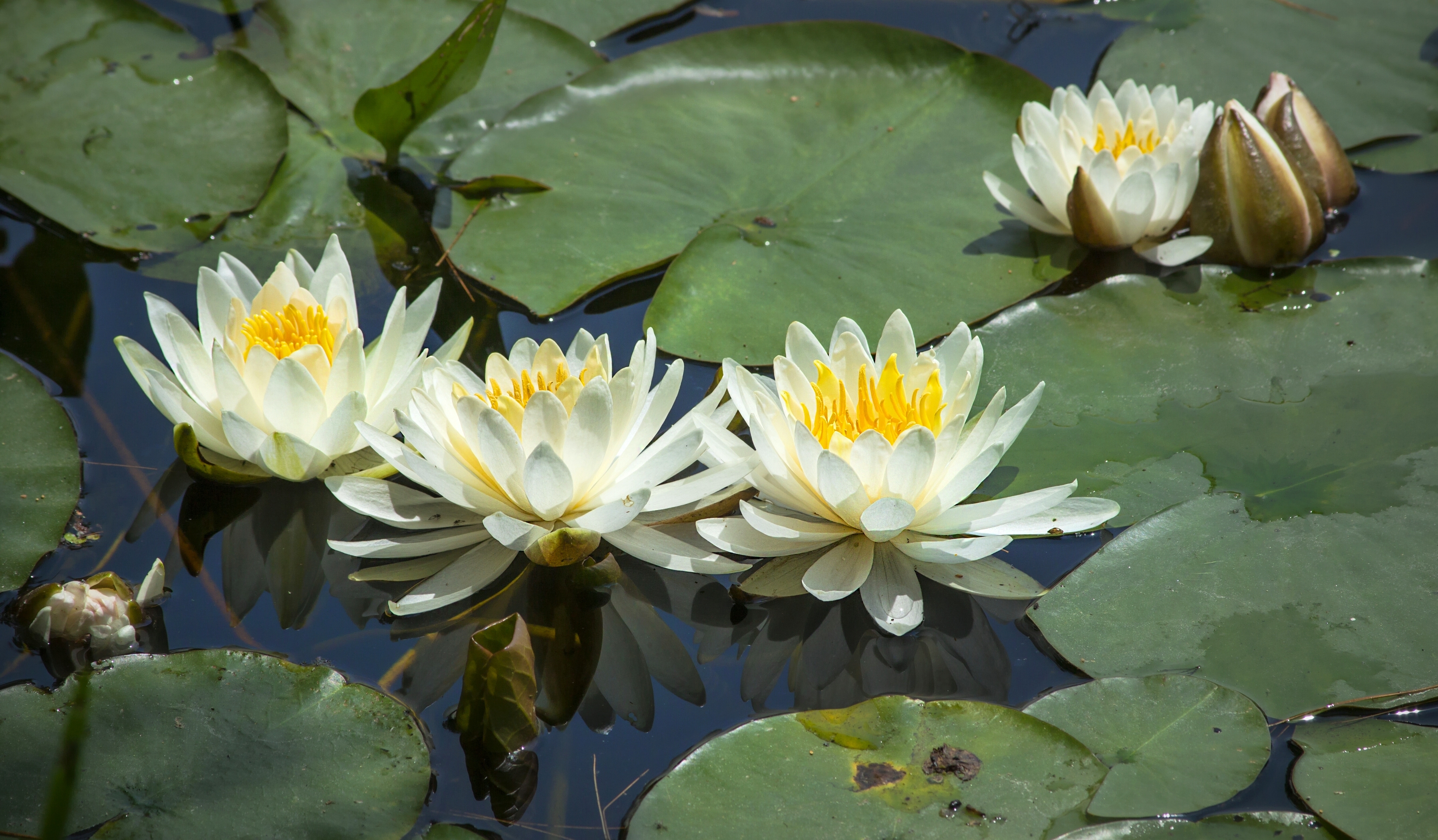 Free download wallpaper Nature, Flowers, Water, Flower, Leaf, Earth, Water Lily, White Flower on your PC desktop