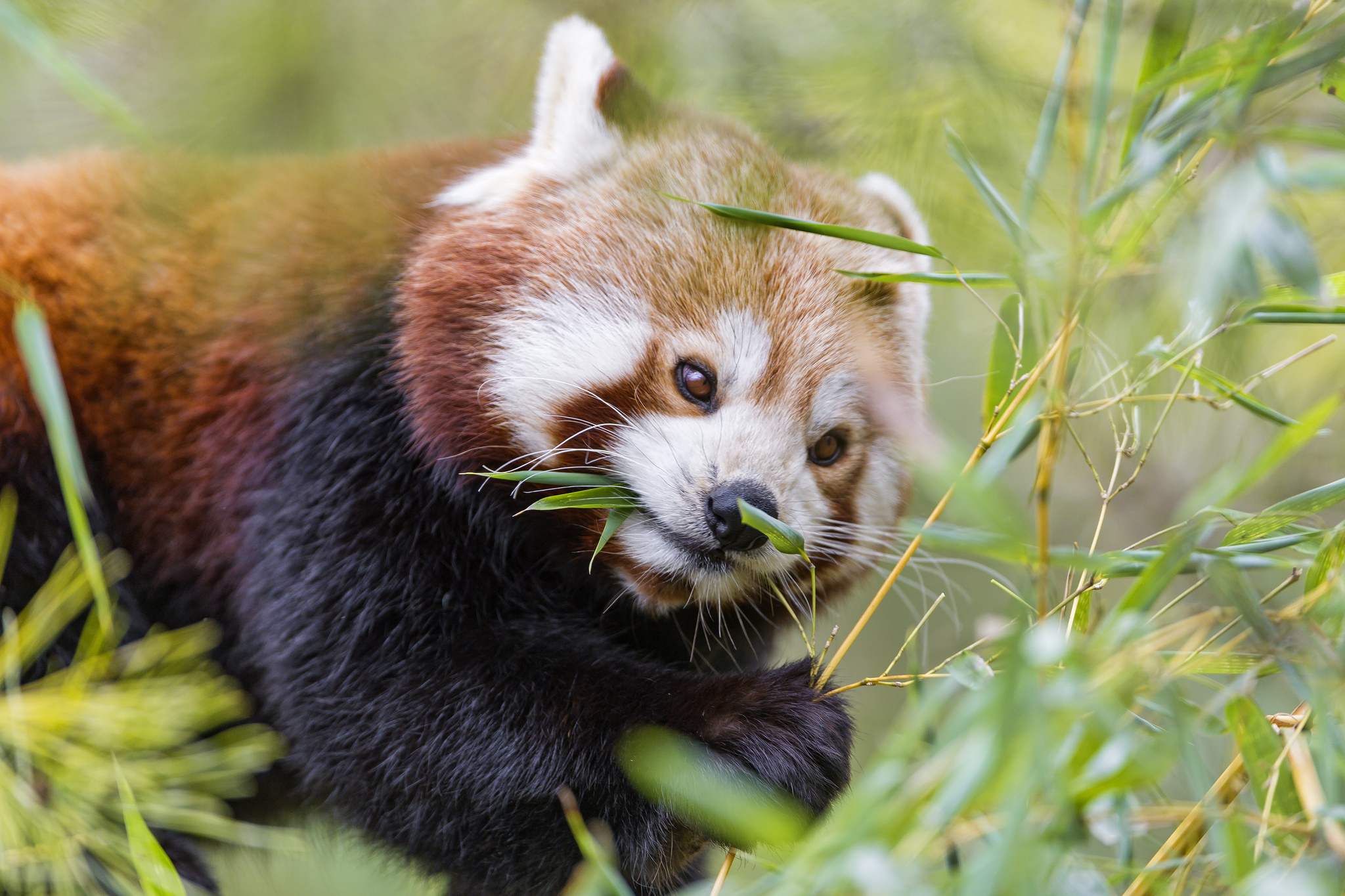 601814 télécharger l'image panda roux, animaux - fonds d'écran et économiseurs d'écran gratuits