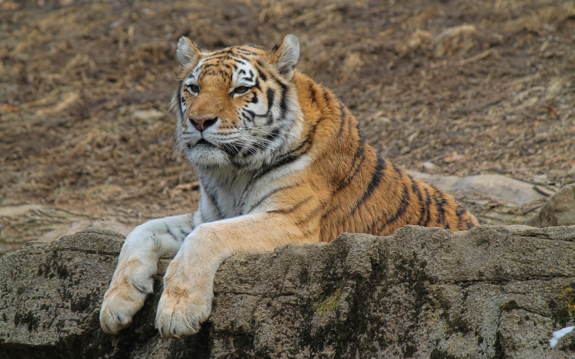 Descarga gratuita de fondo de pantalla para móvil de Animales, Gatos, Tigre.